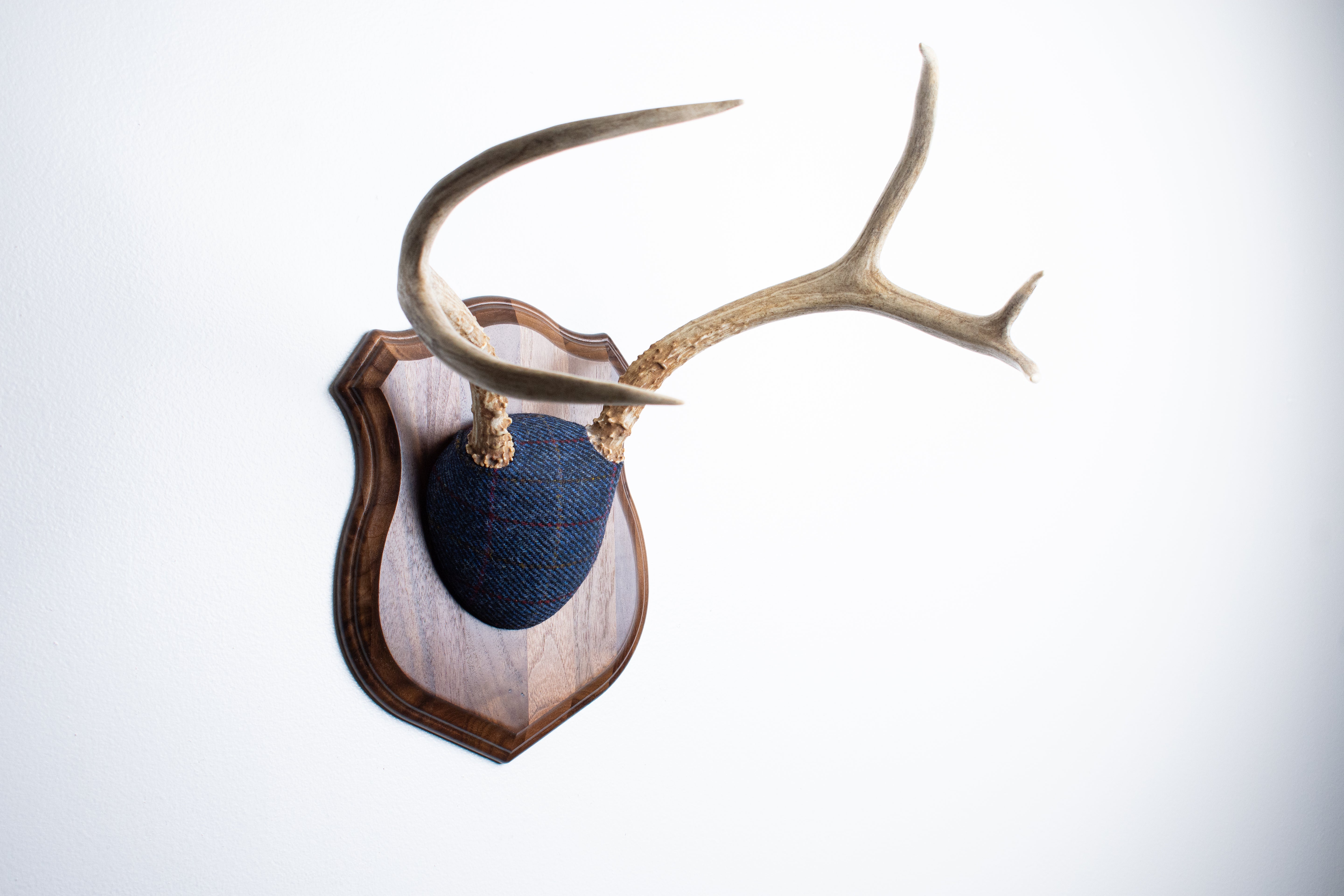 Mule Deer Antler Mount | Blue with Red Overcheck | 21