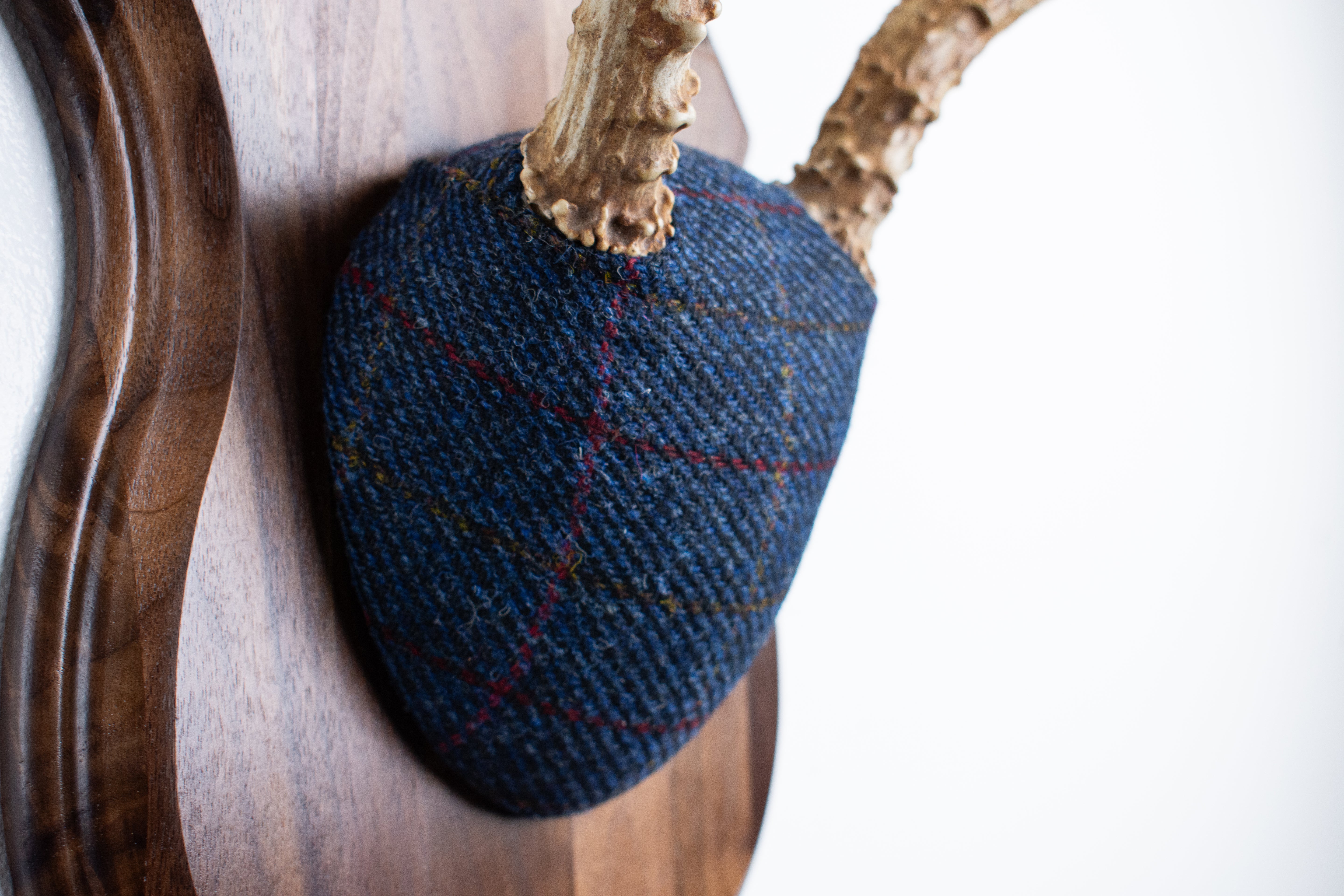 Mule Deer Antler Mount | Blue with Red Overcheck | 21