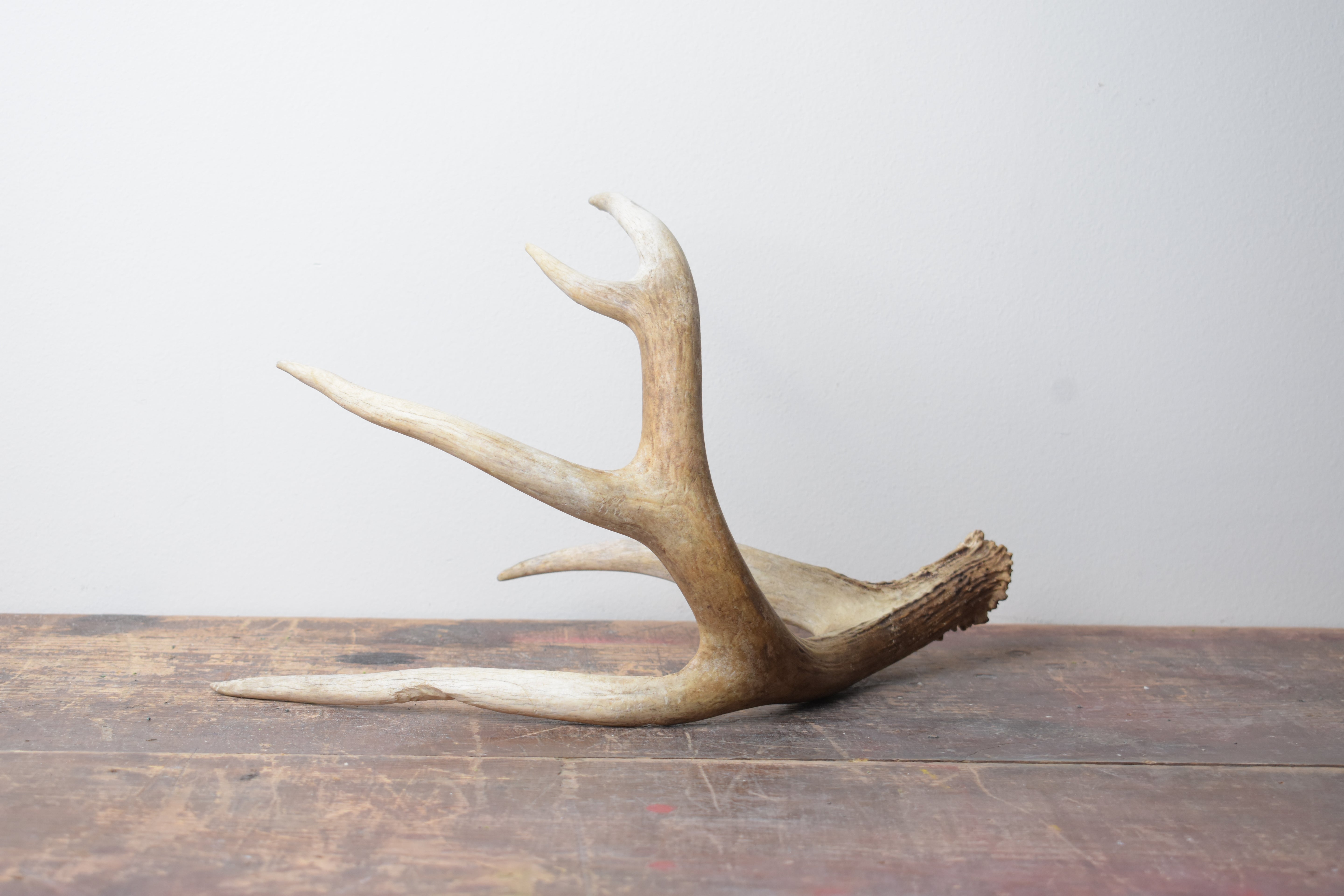 Whitetail Deer Antler | 02 | SOLD OUT