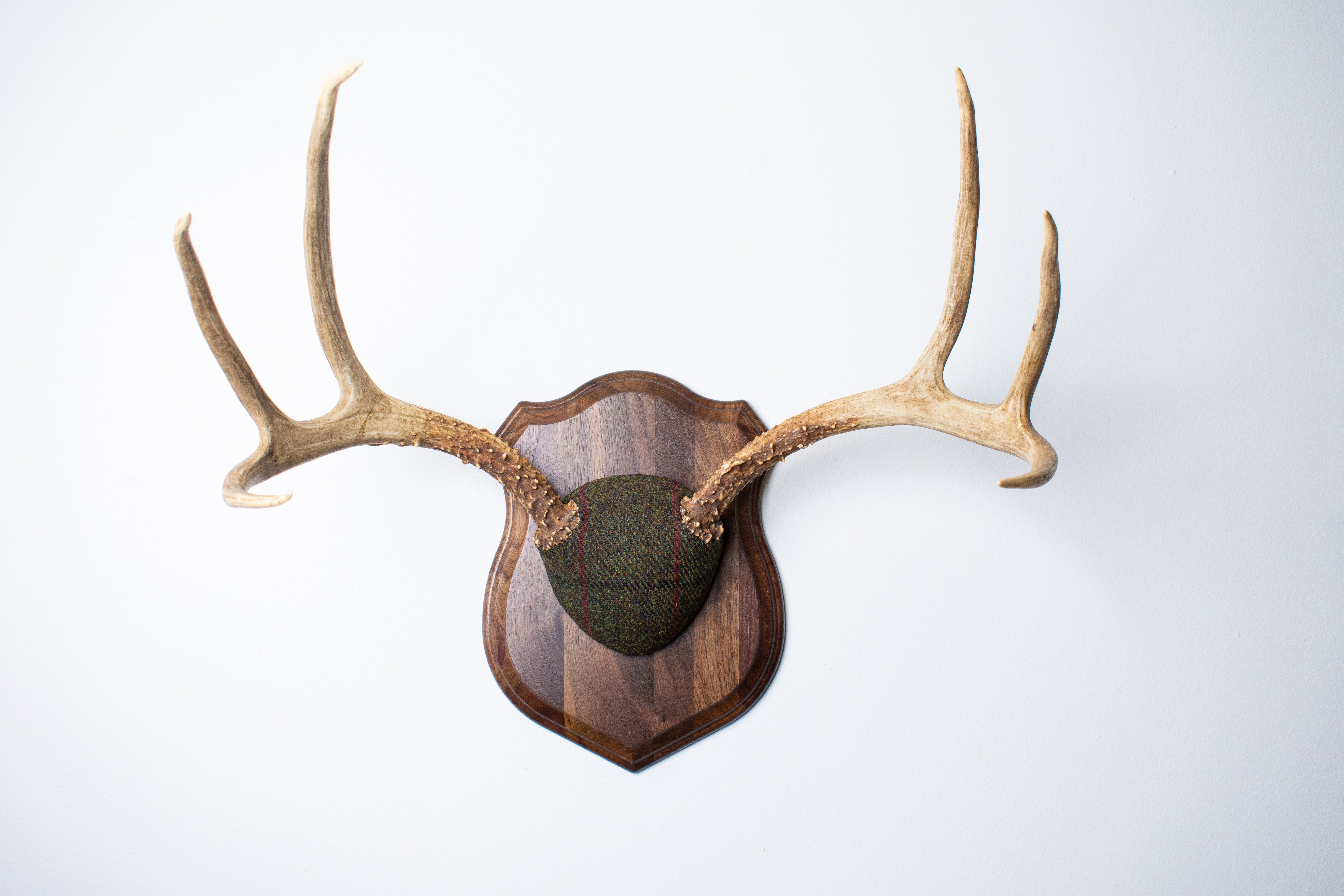 Mule Deer Antler Mount | Green with Black and Red Overcheck | 18