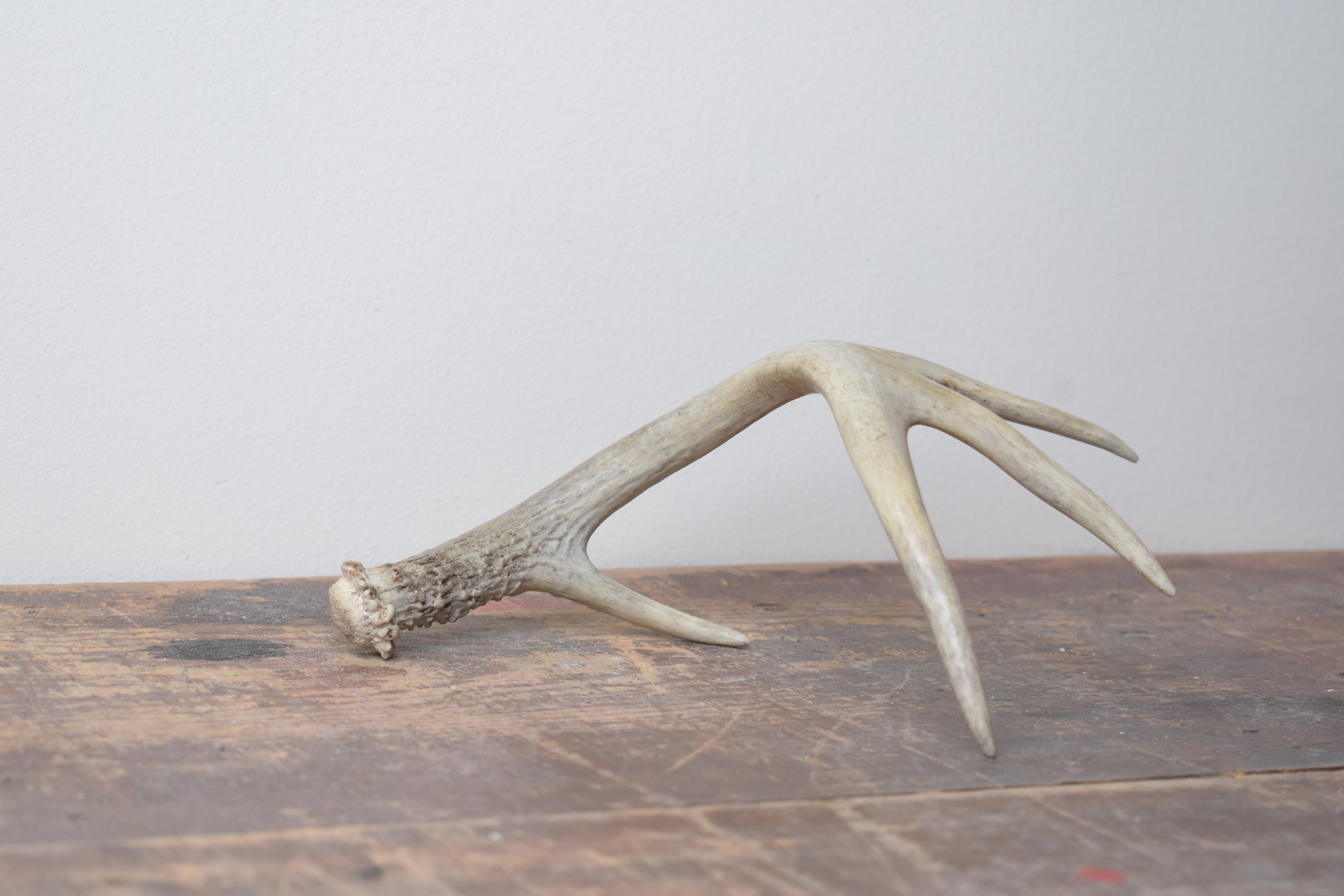 Whitetail Deer Antler | 01 | SOLD OUT