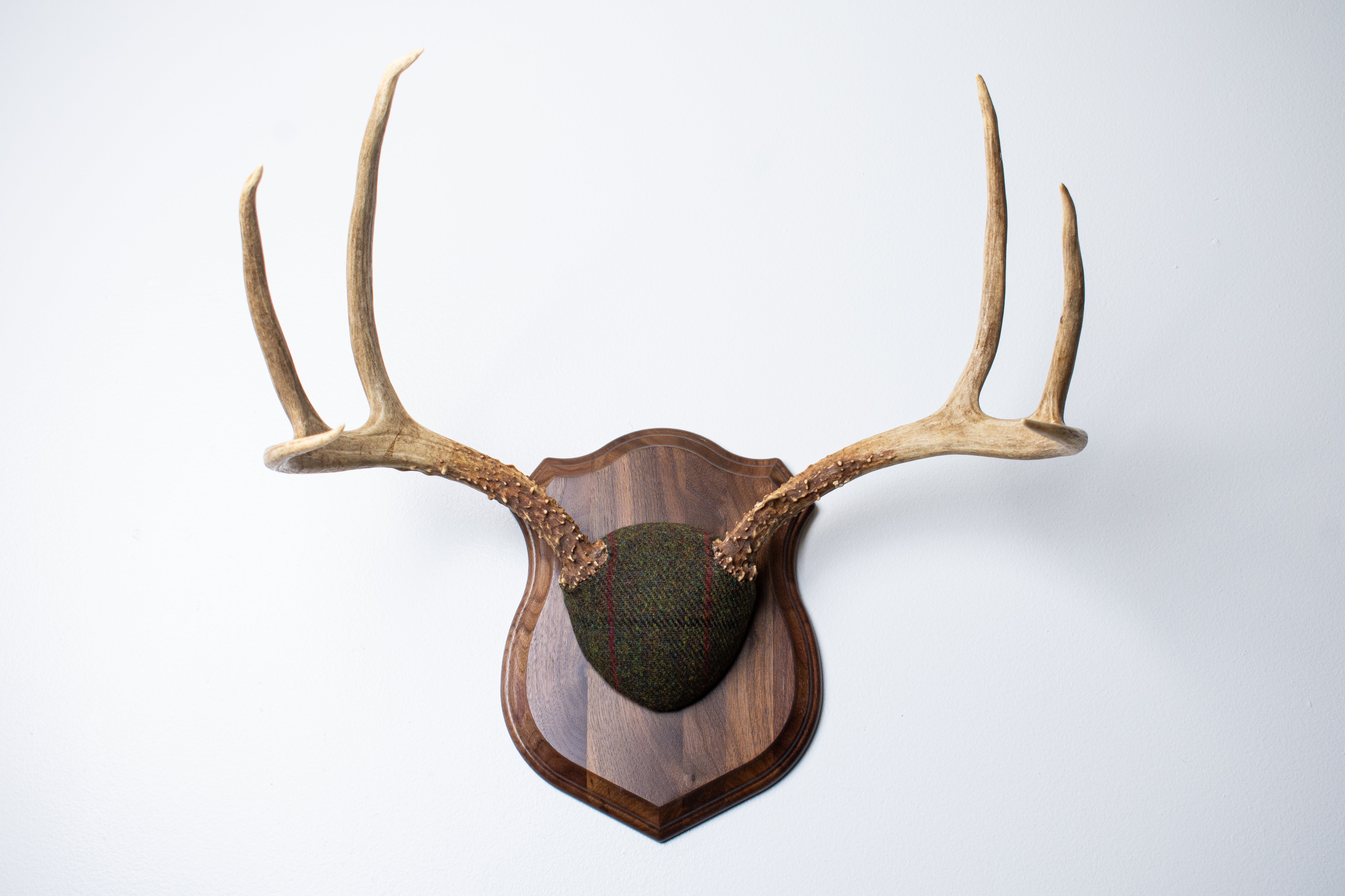 Mule Deer Antler Mount | Green with Black and Red Overcheck | 18