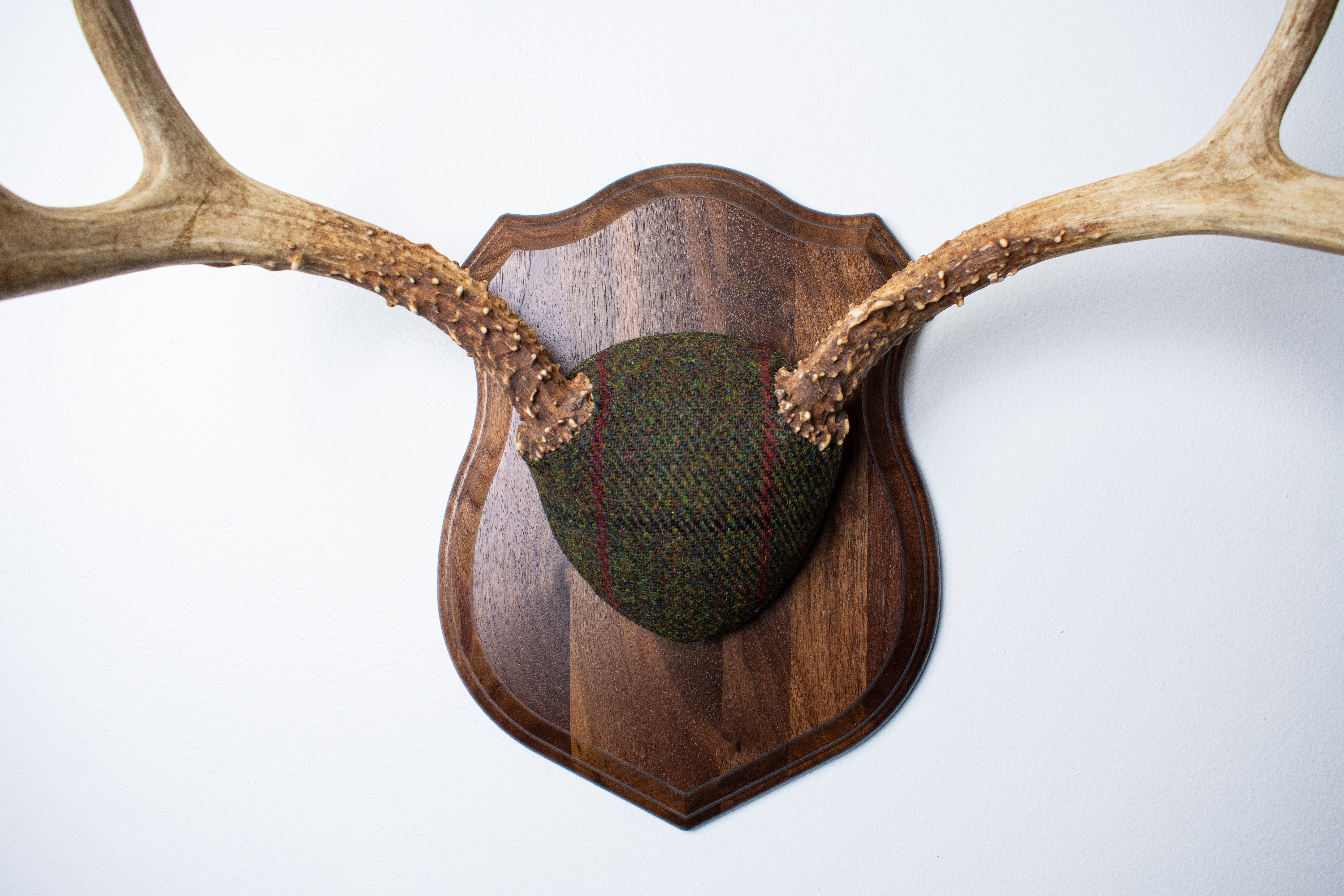 Mule Deer Antler Mount | Green with Black and Red Overcheck | 18