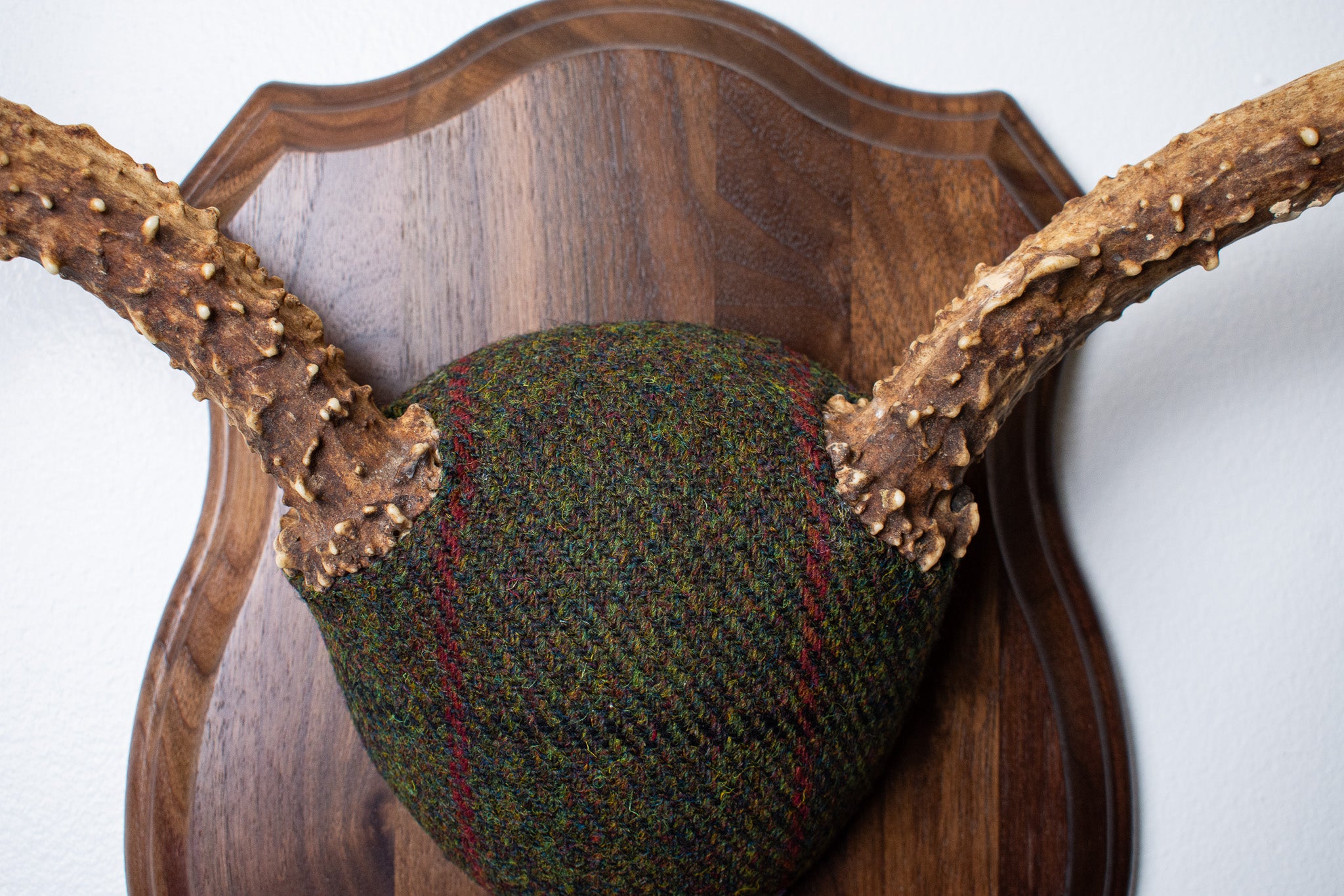 Mule Deer Antler Mount | Green with Black and Red Overcheck | 18