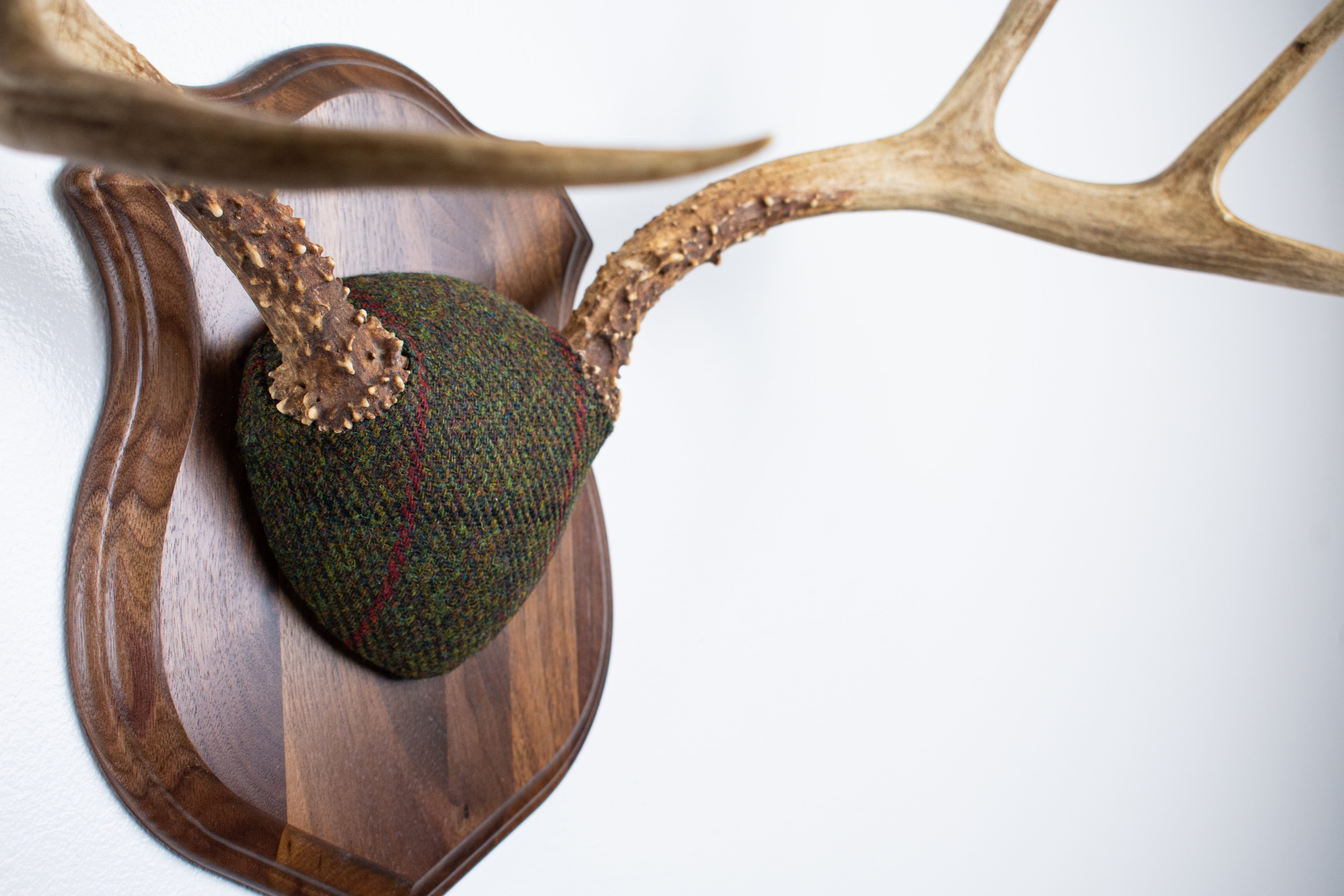 Mule Deer Antler Mount | Green with Black and Red Overcheck | 18