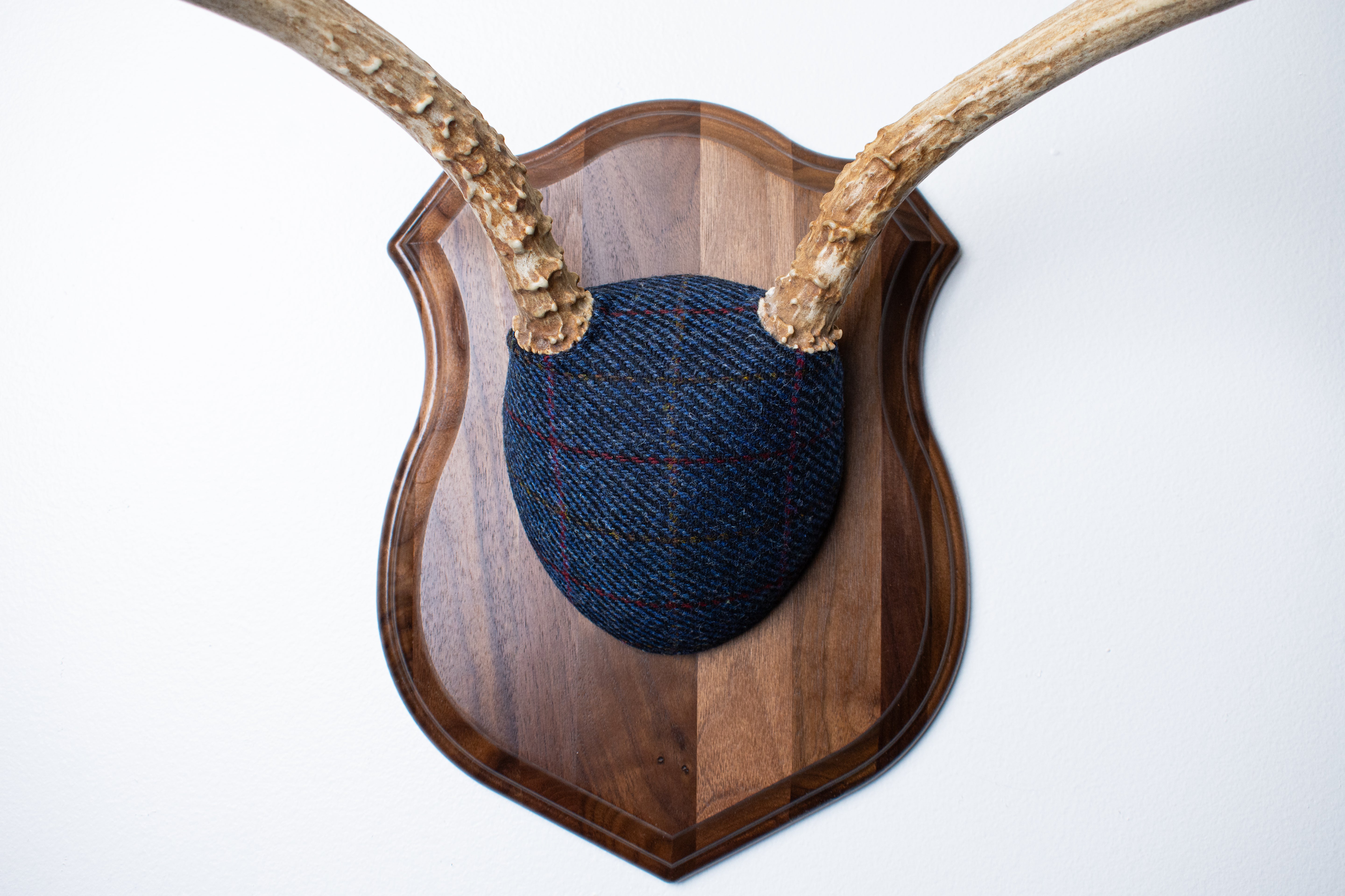 Mule Deer Antler Mount | Blue with Red Overcheck | 21