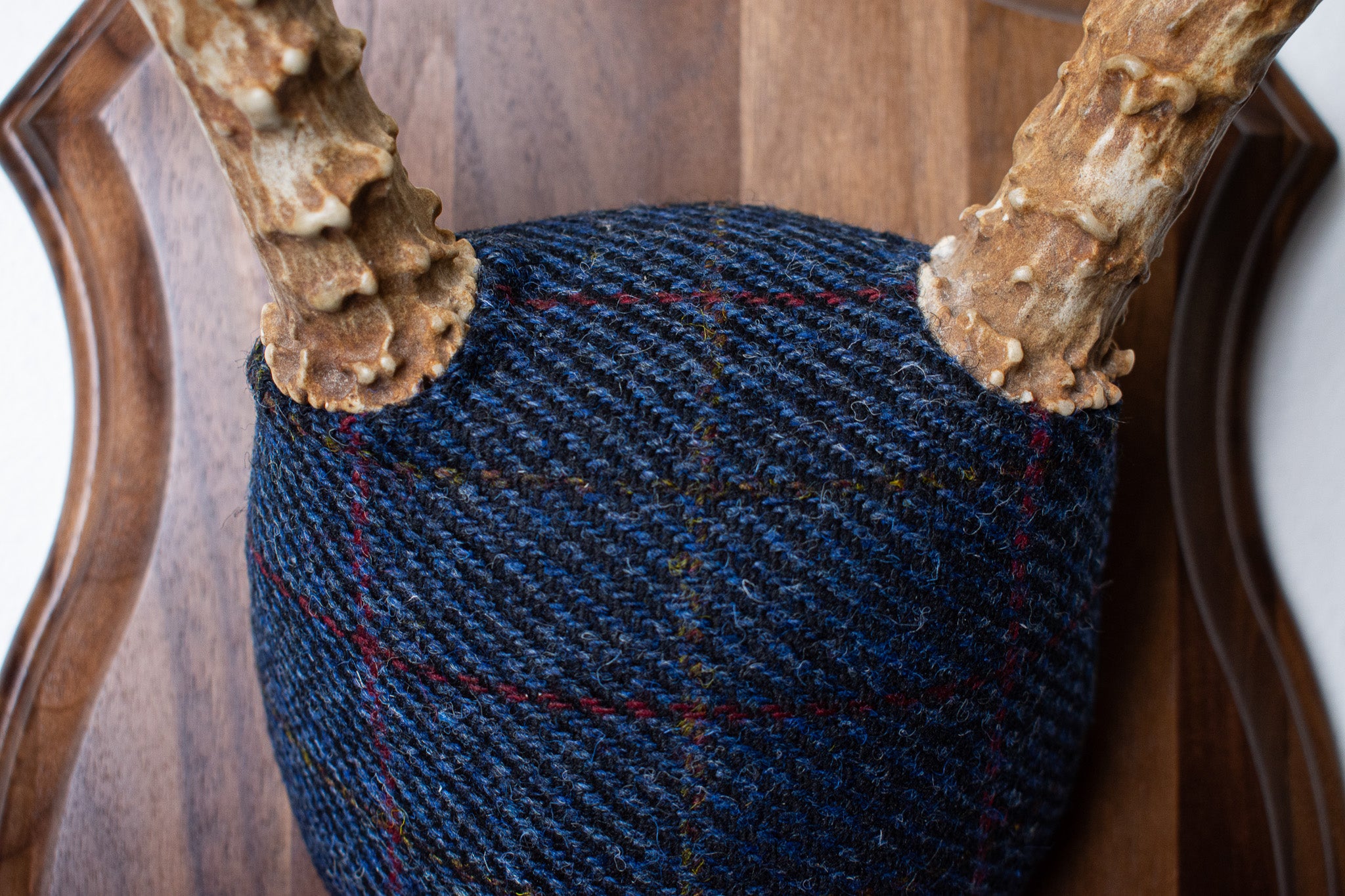 Mule Deer Antler Mount | Blue with Red Overcheck | 21