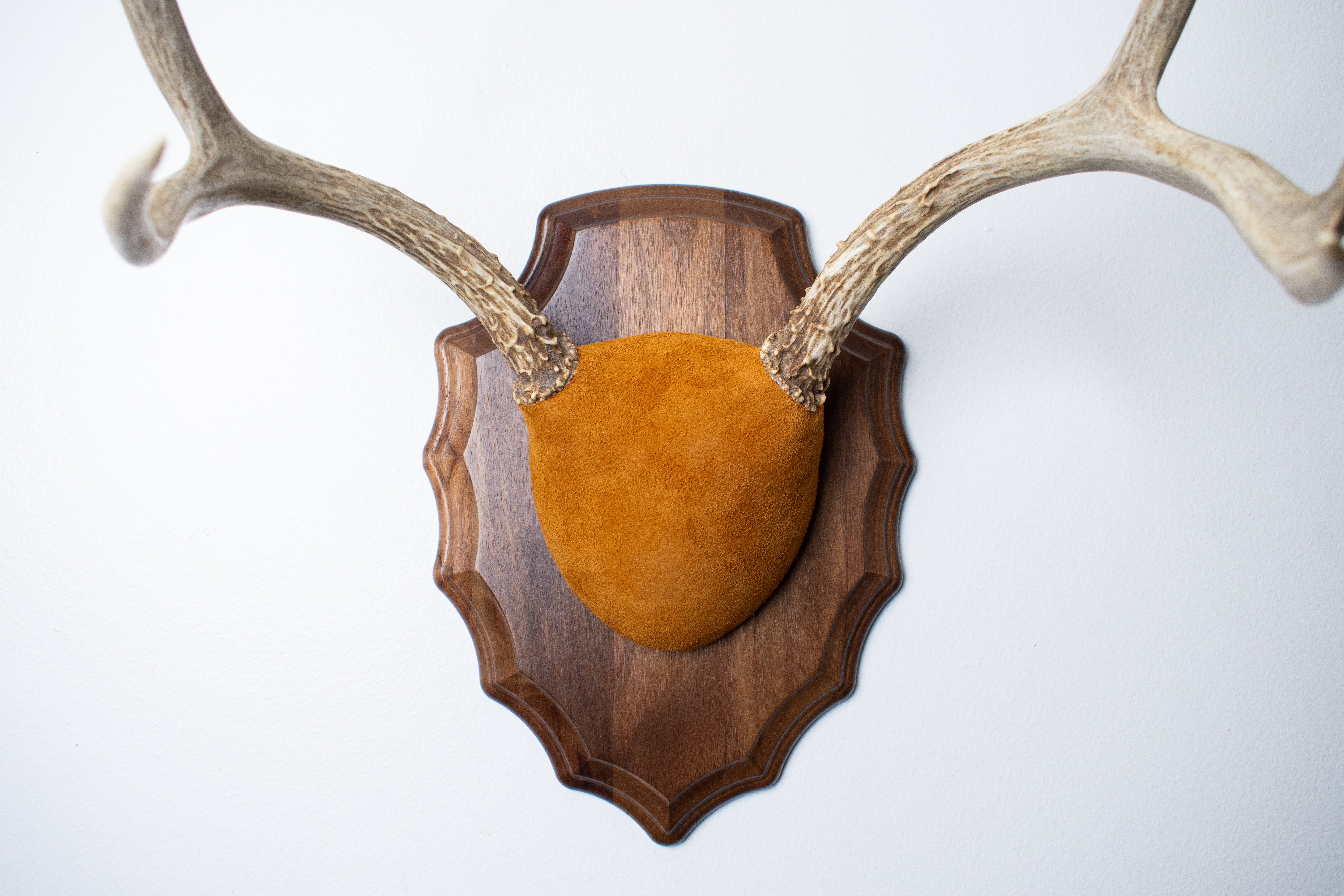 Mule Deer Antler Mount | Nutmeg | 14