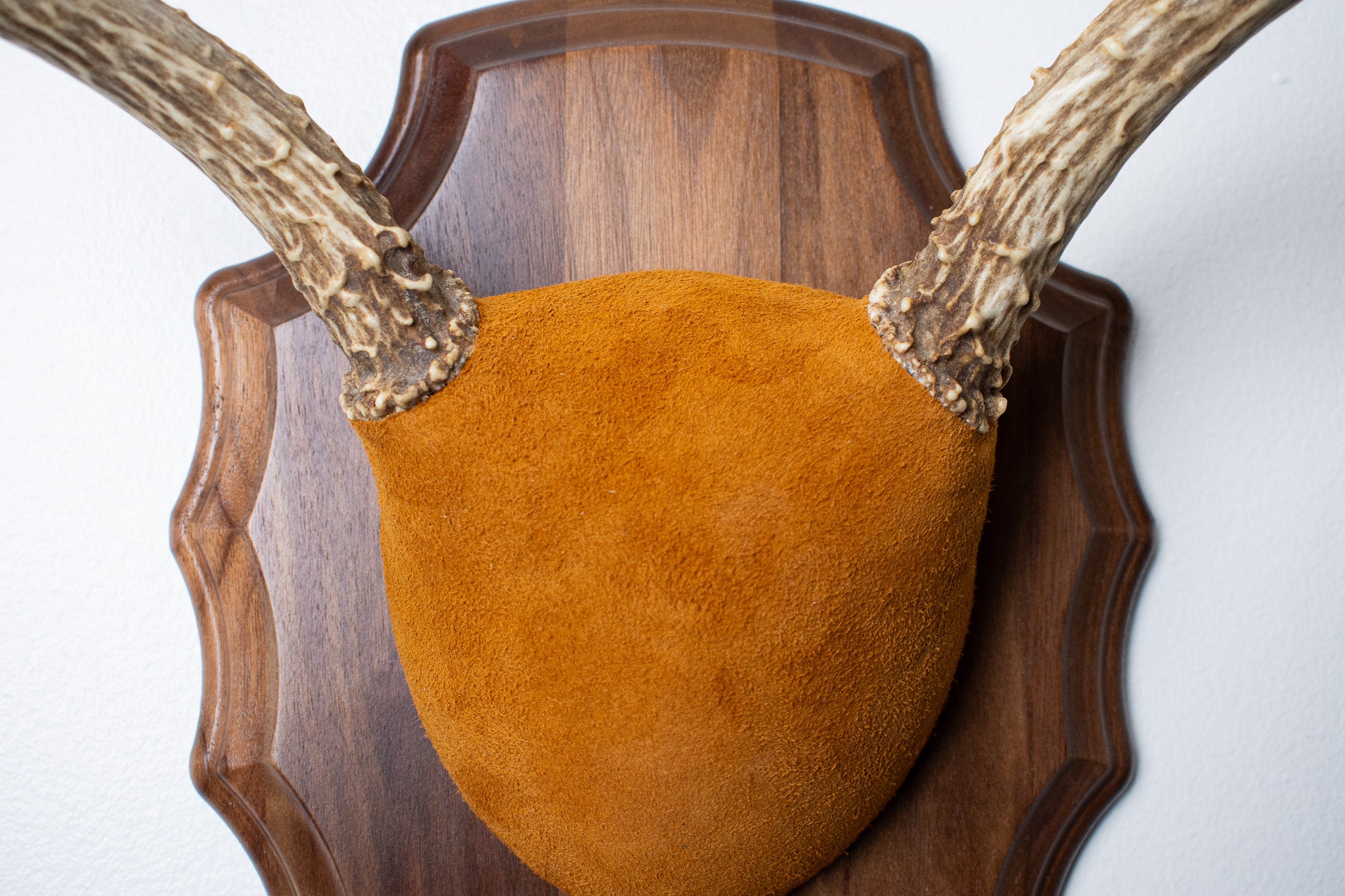 Mule Deer Antler Mount | Nutmeg | 14