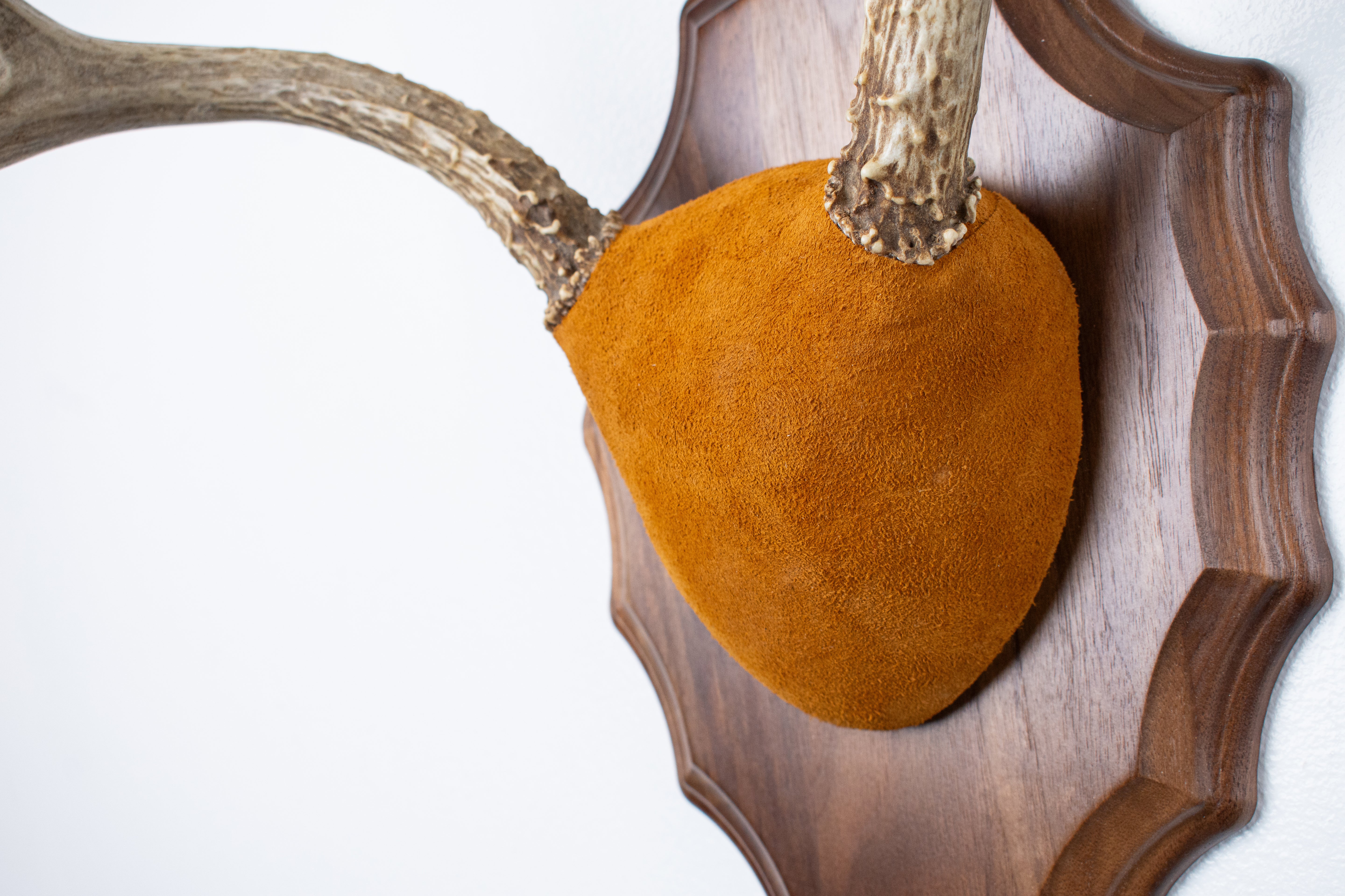 Mule Deer Antler Mount | Nutmeg | 14