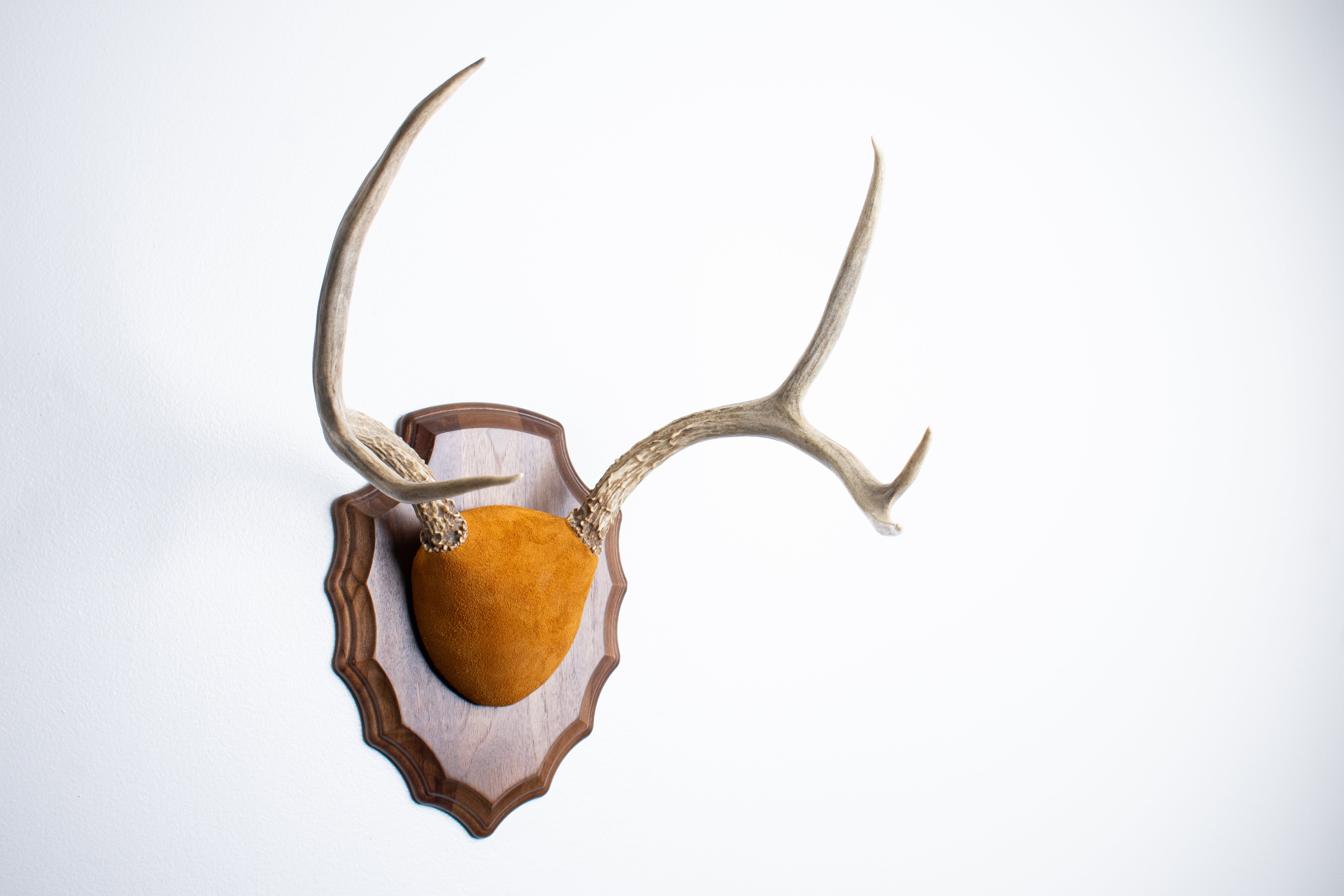 Mule Deer Antler Mount | Nutmeg | 14