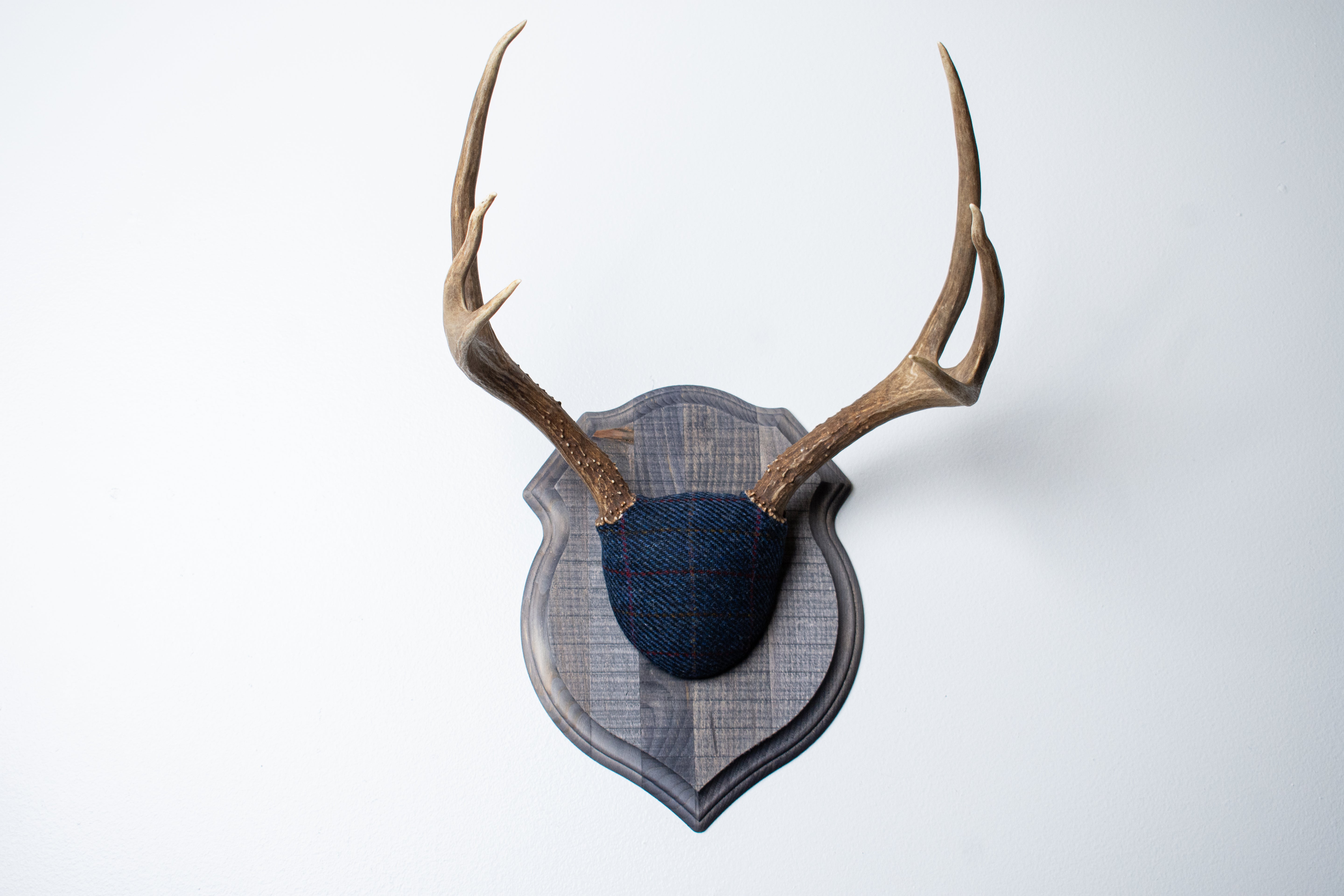 Mule Deer Antler Mount | Blue with Red Overcheck | 27