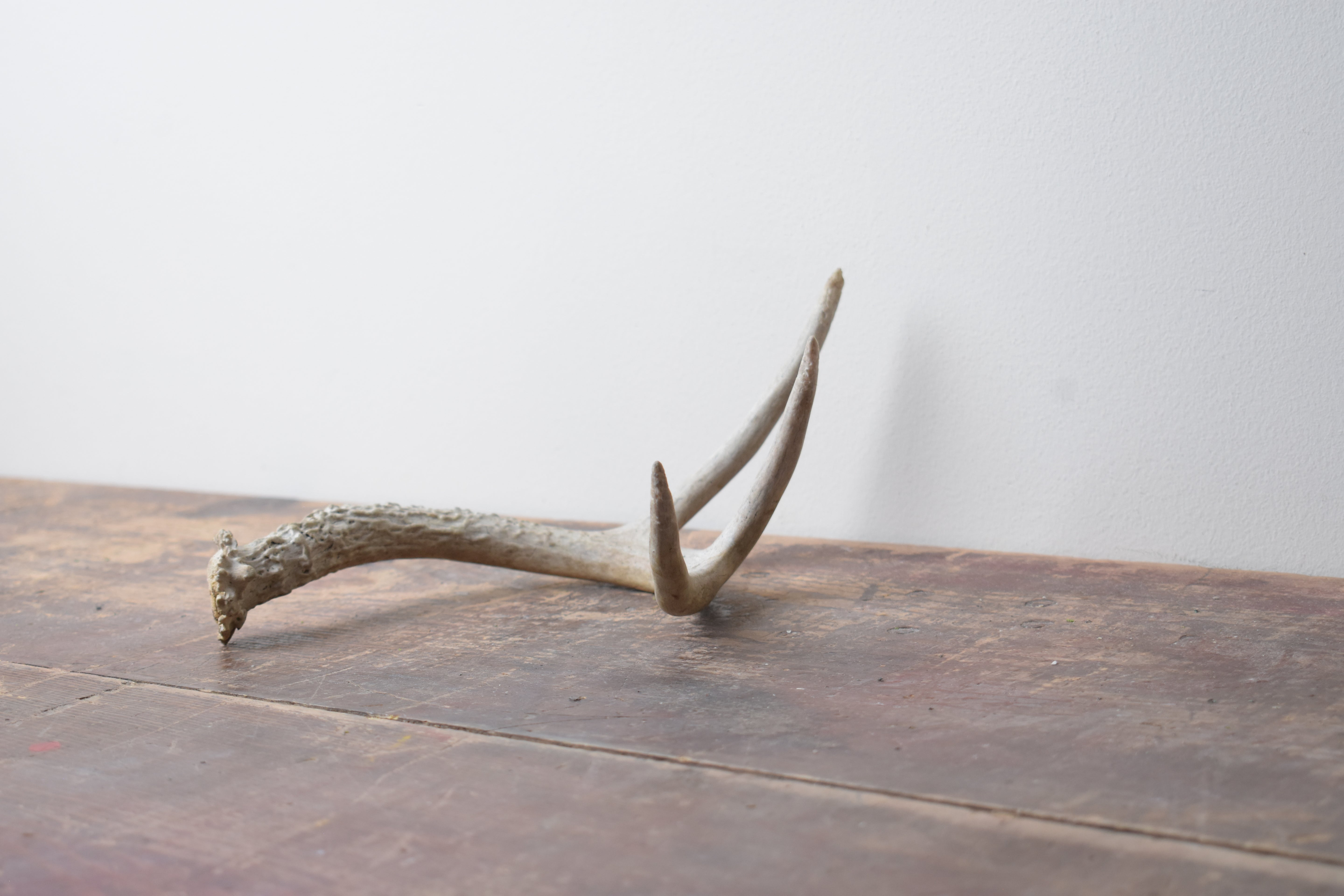 Whitetail Deer Antler | 03 | SOLD OUT