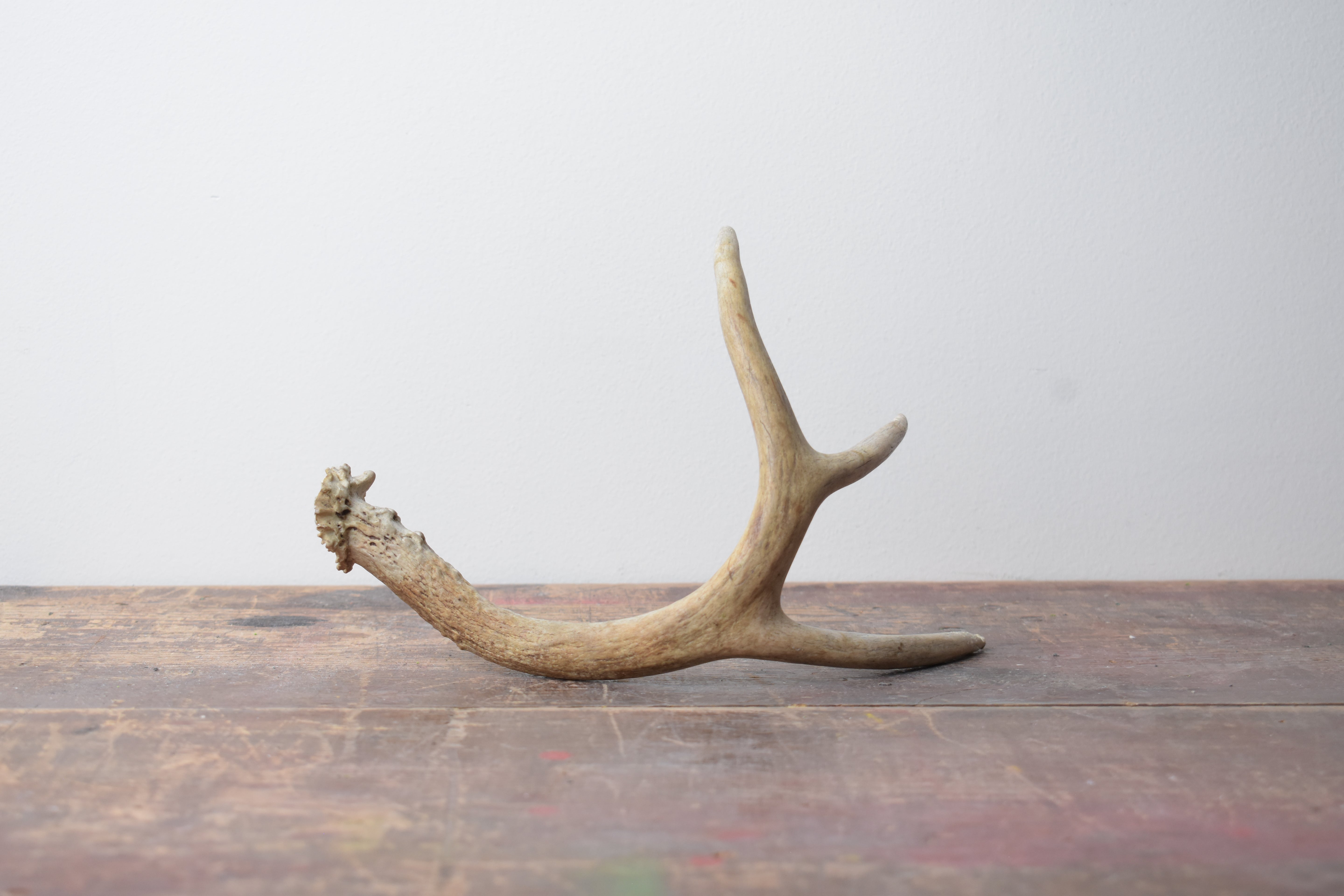 Whitetail Deer Antler | 03 | SOLD OUT