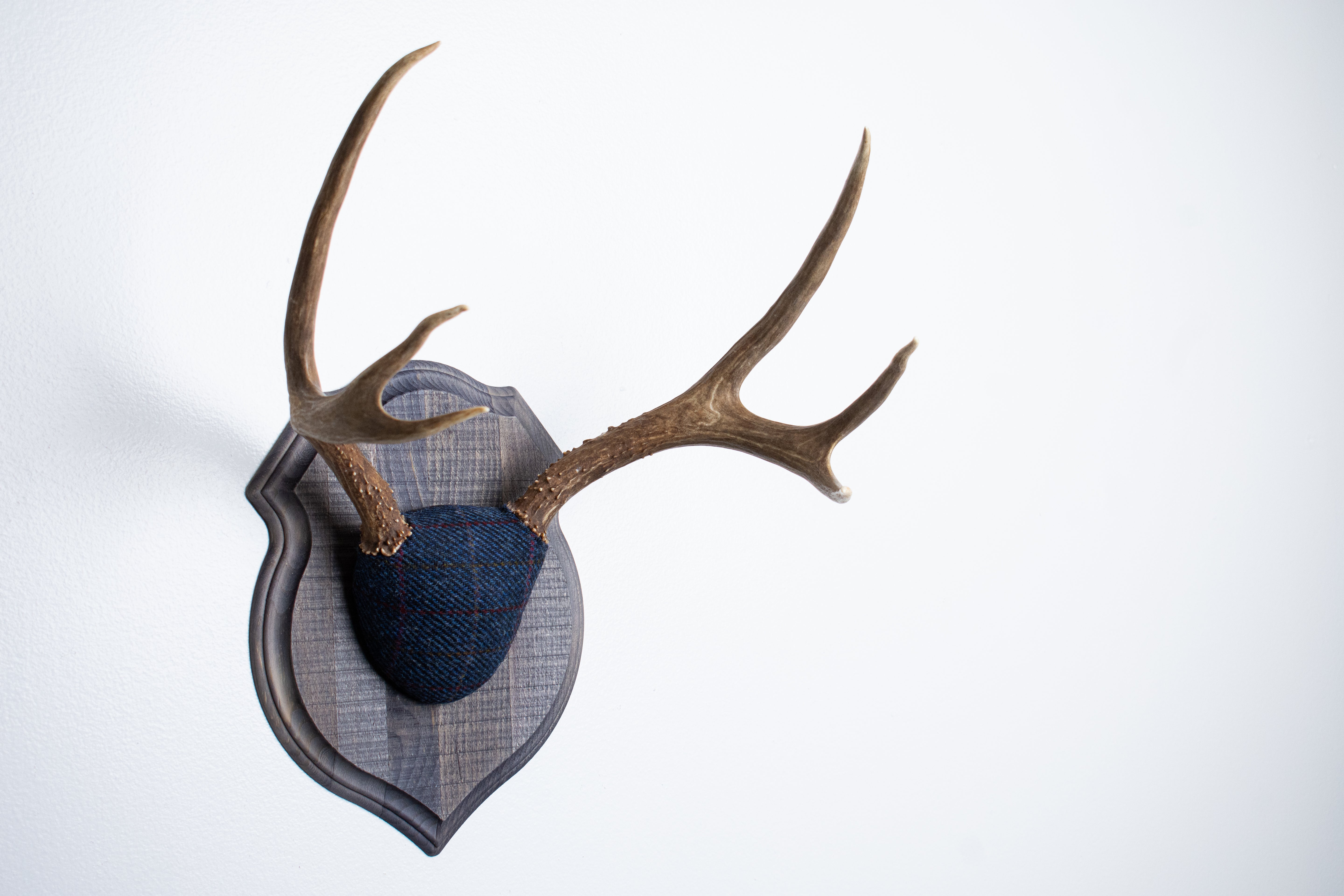 Mule Deer Antler Mount | Blue with Red Overcheck | 27