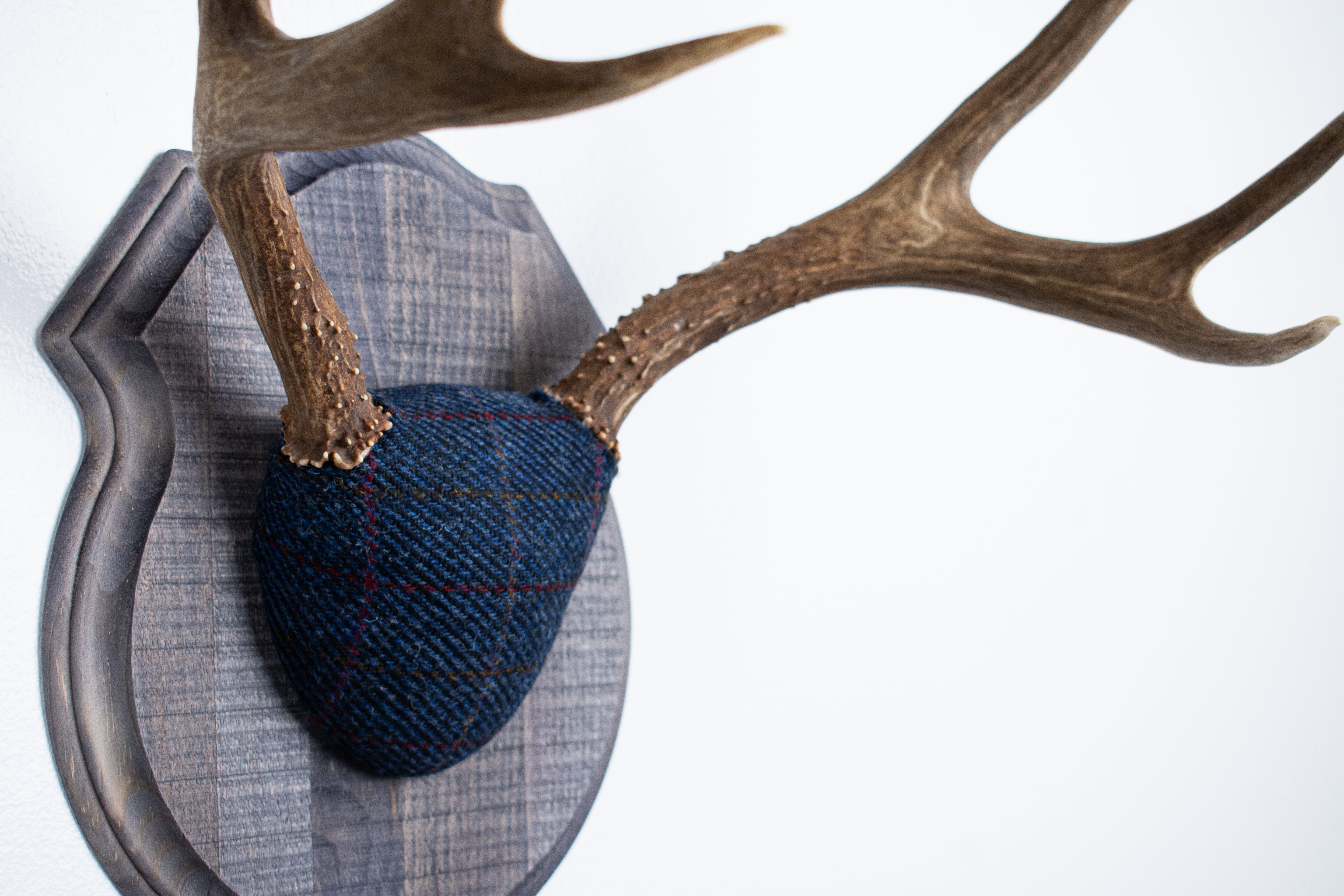 Mule Deer Antler Mount | Blue with Red Overcheck | 27