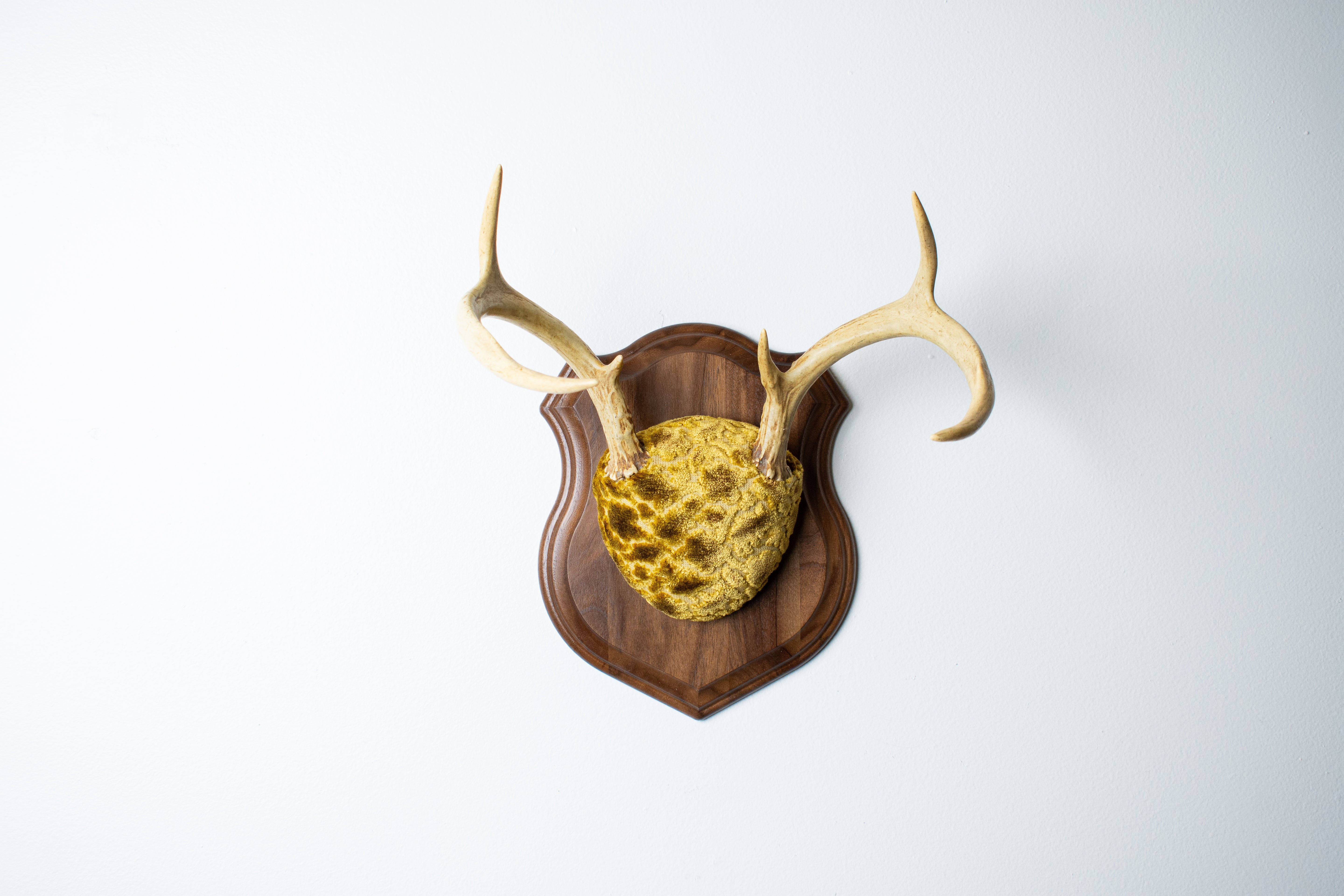 Whitetail Deer Antler Mount | Antique Gold & Umber | 14