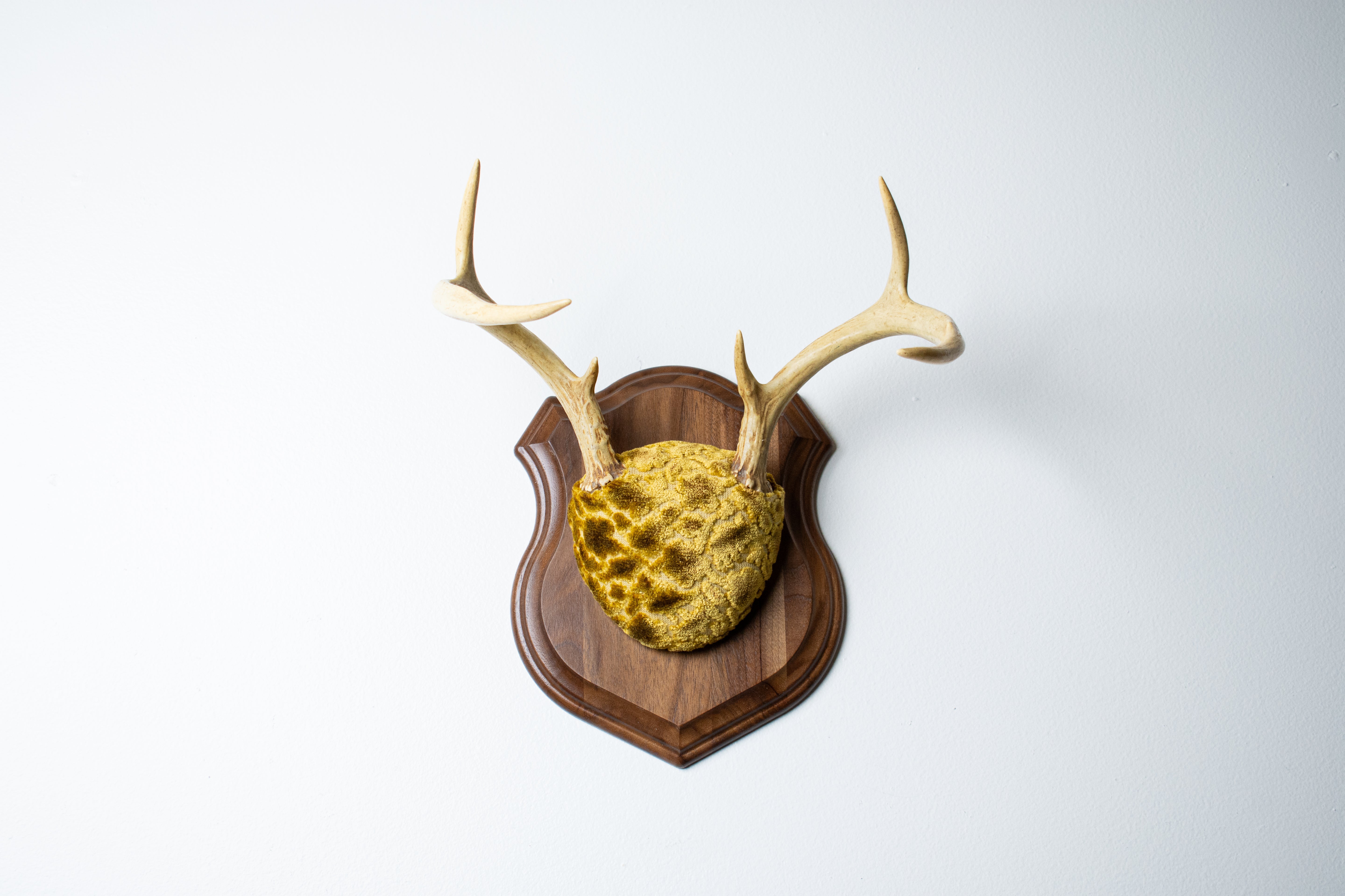 Whitetail Deer Antler Mount | Antique Gold & Umber | 14