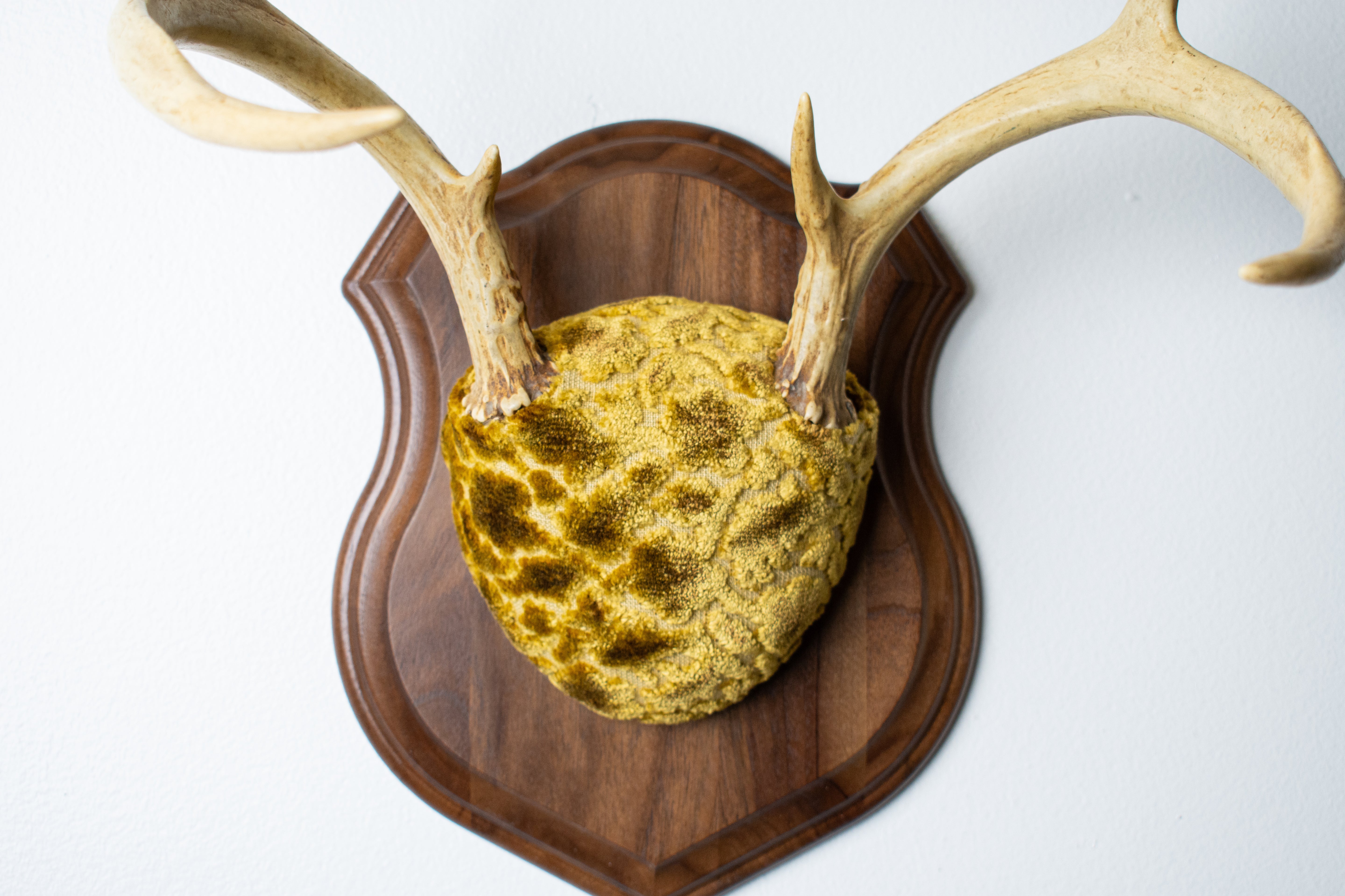 Whitetail Deer Antler Mount | Antique Gold & Umber | 14