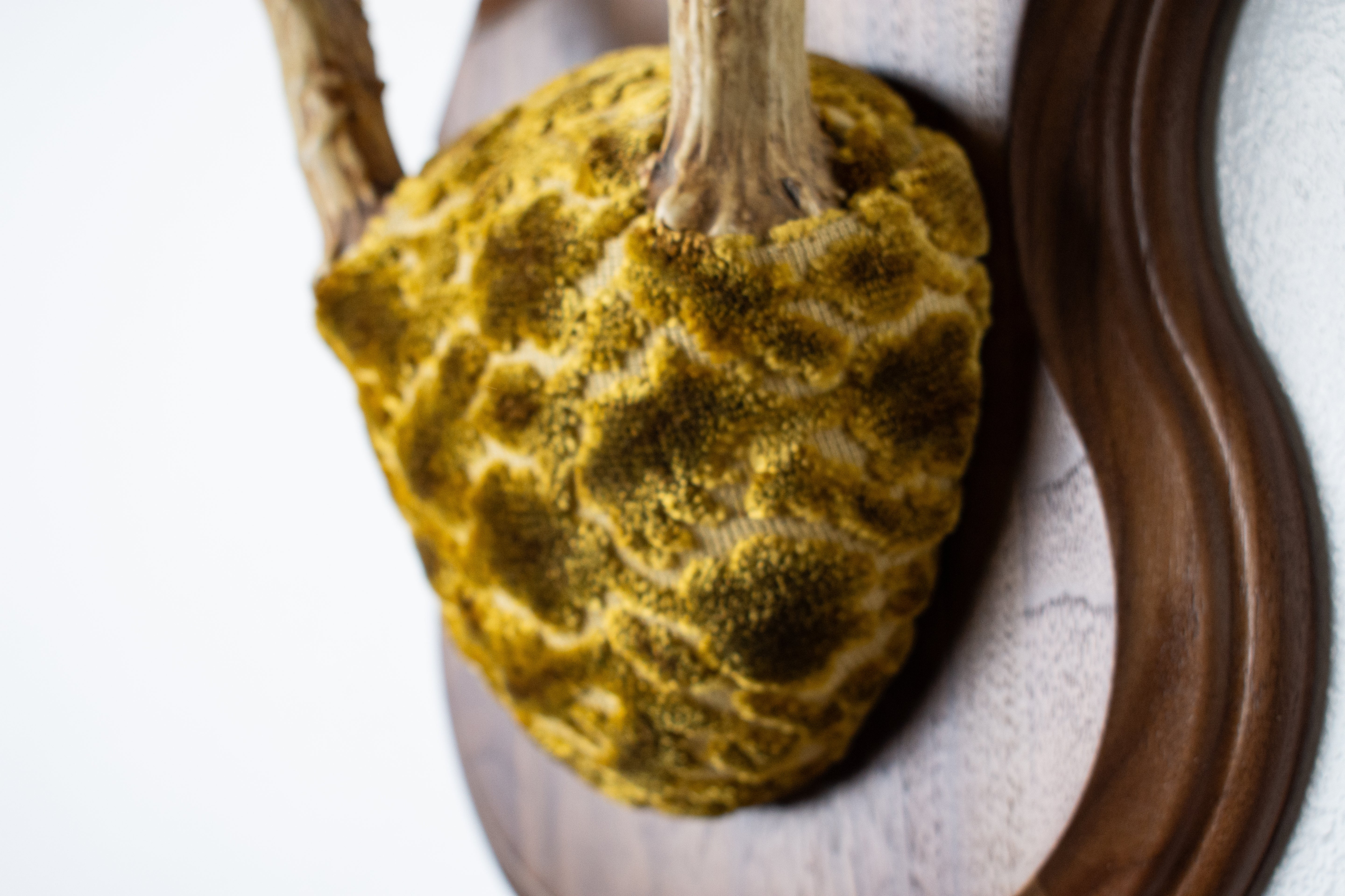 Whitetail Deer Antler Mount | Antique Gold & Umber | 14