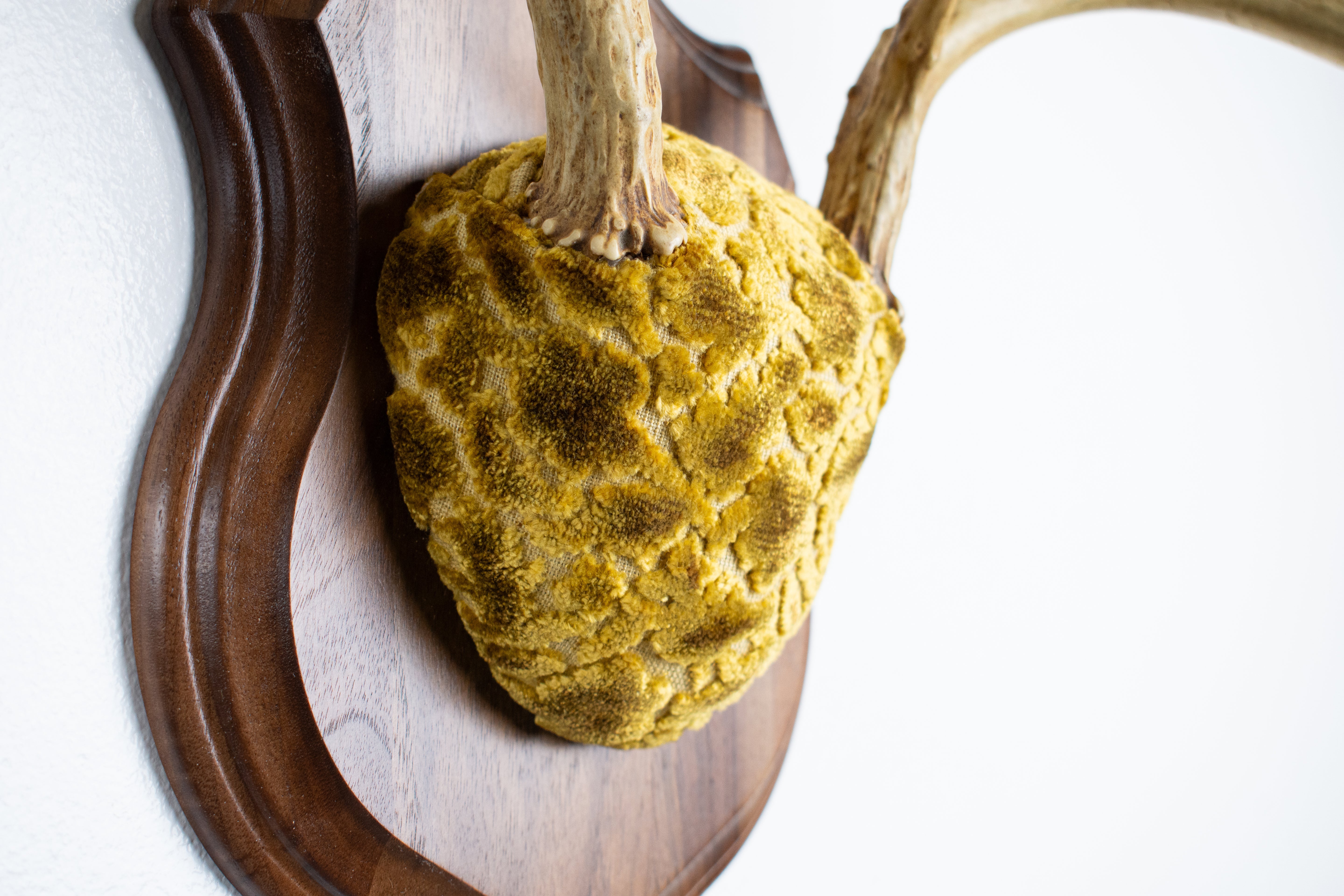 Whitetail Deer Antler Mount | Antique Gold & Umber | 14