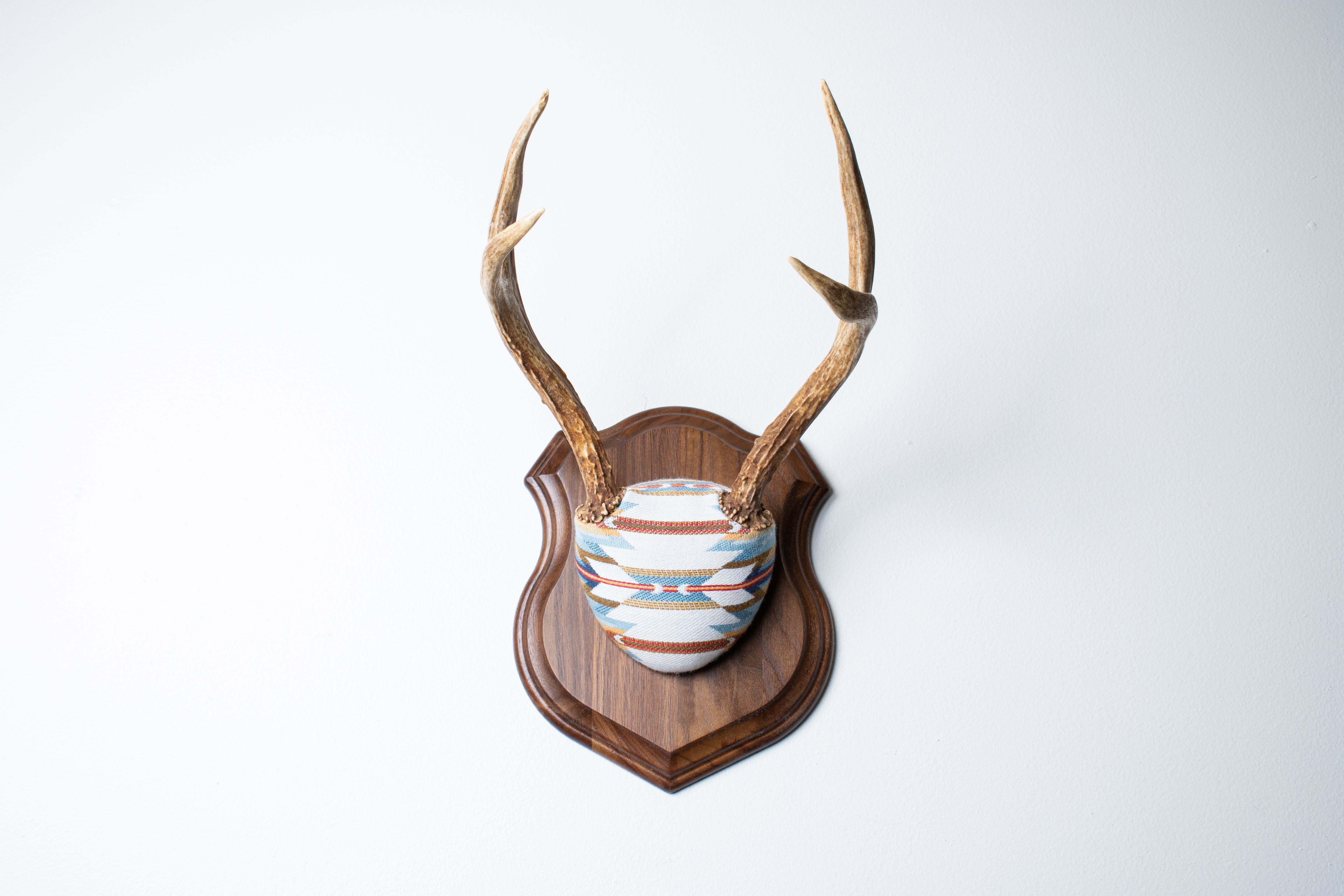 Mule Deer Antler Mount | Sunset | 05