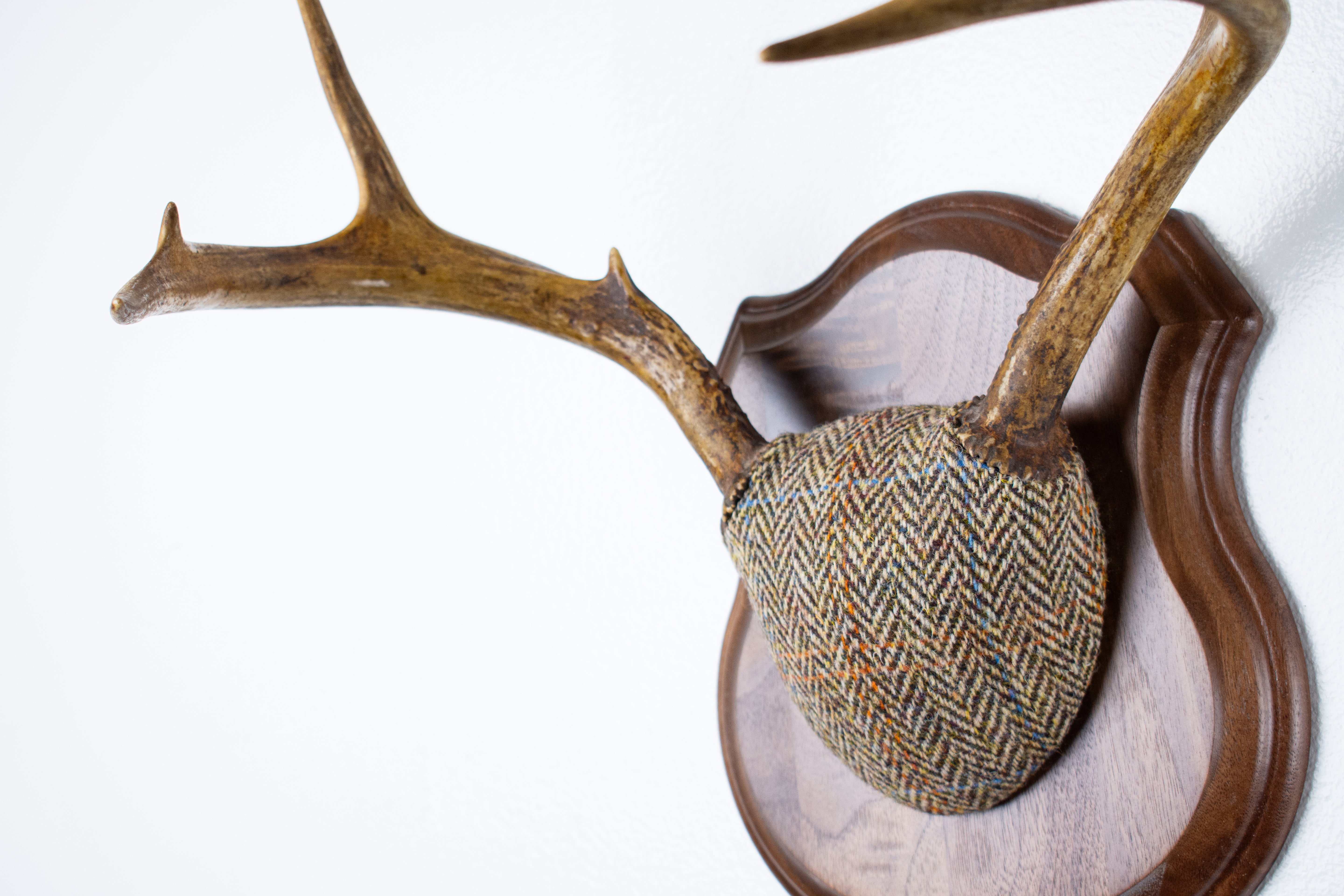 Whitetail Deer Antler Mount | Brown Herringbone | 26