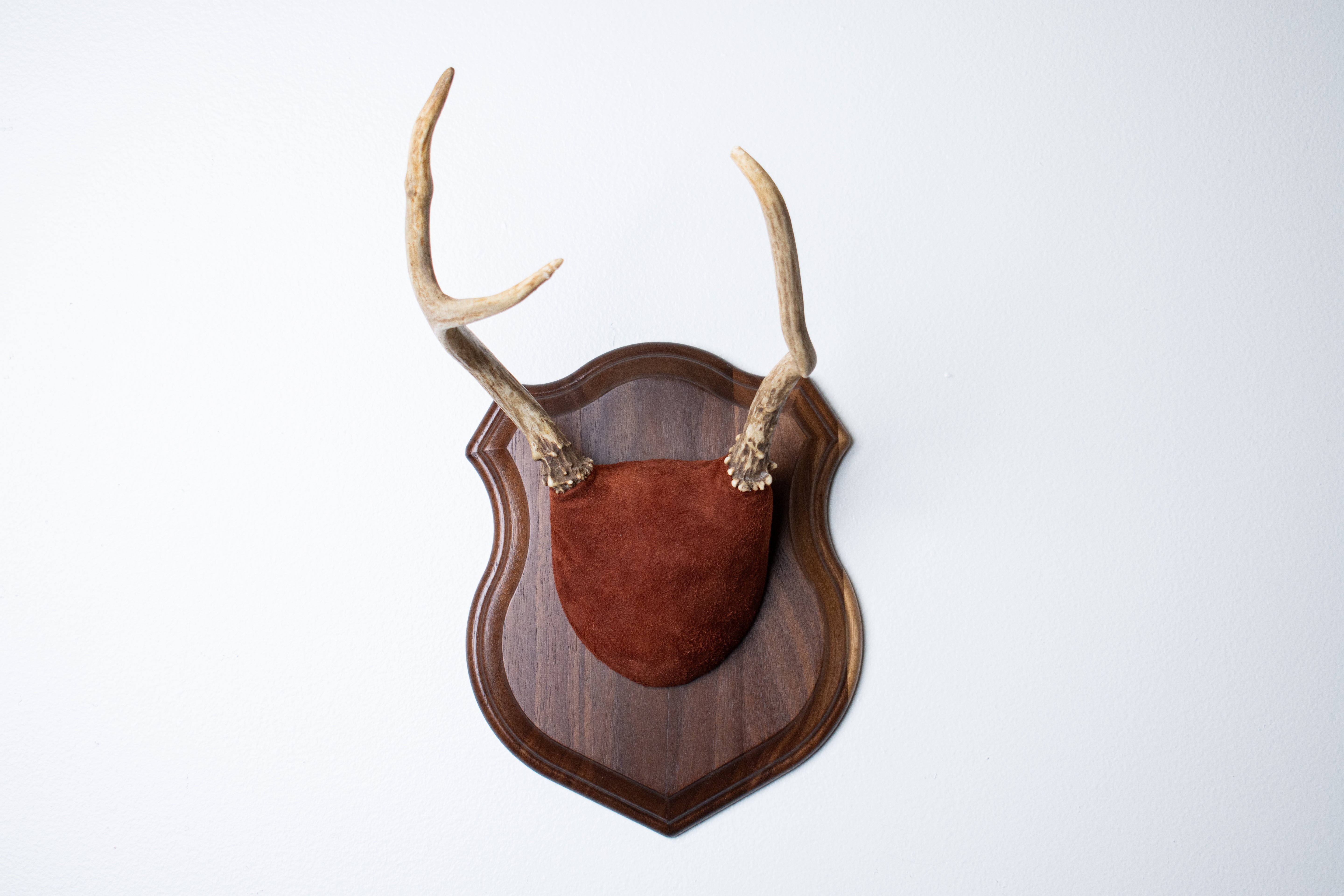 Mule Deer Antler Mount | Burgundy | 15