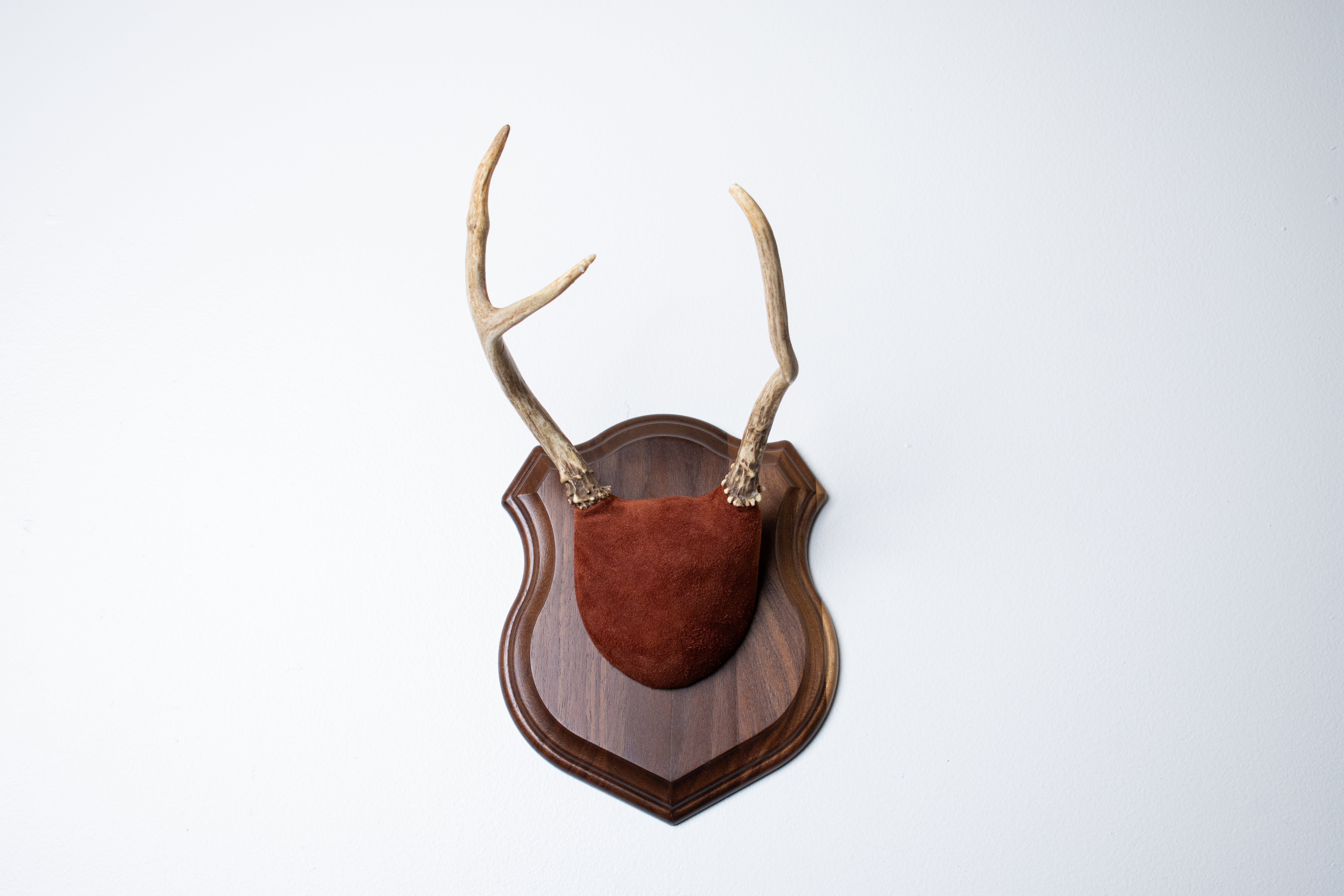 Mule Deer Antler Mount | Burgundy | 15