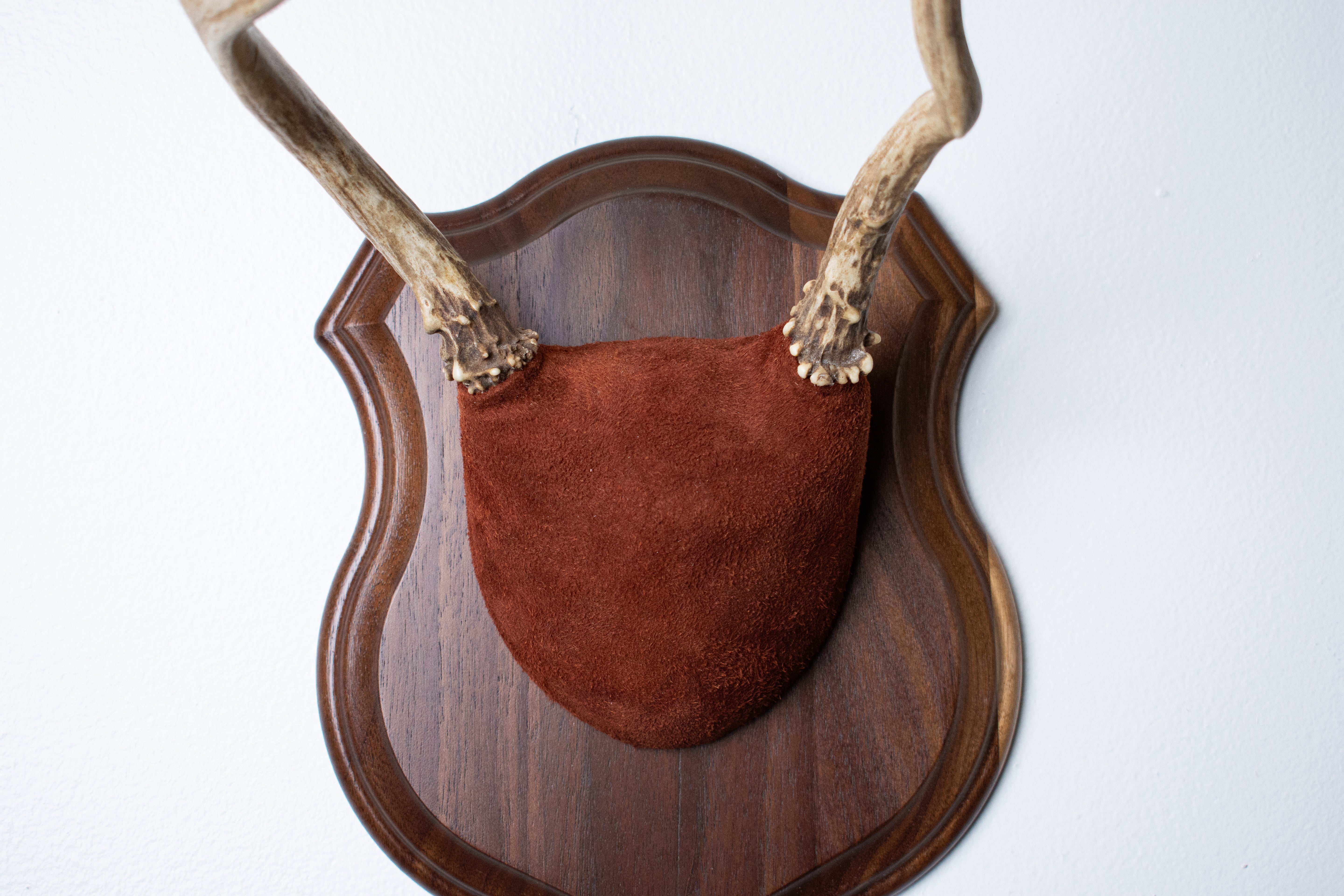 Mule Deer Antler Mount | Burgundy | 15