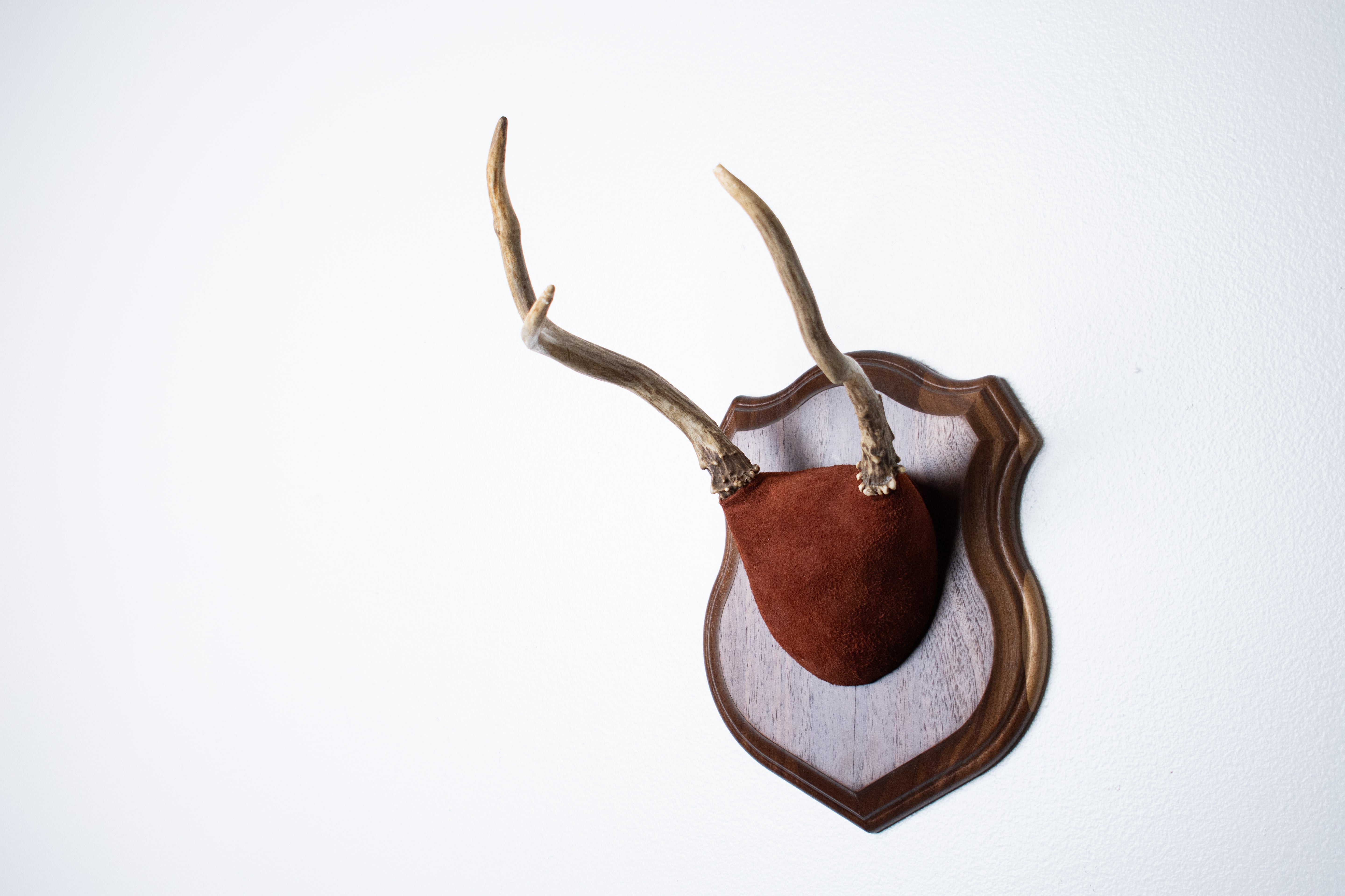 Mule Deer Antler Mount | Burgundy | 15