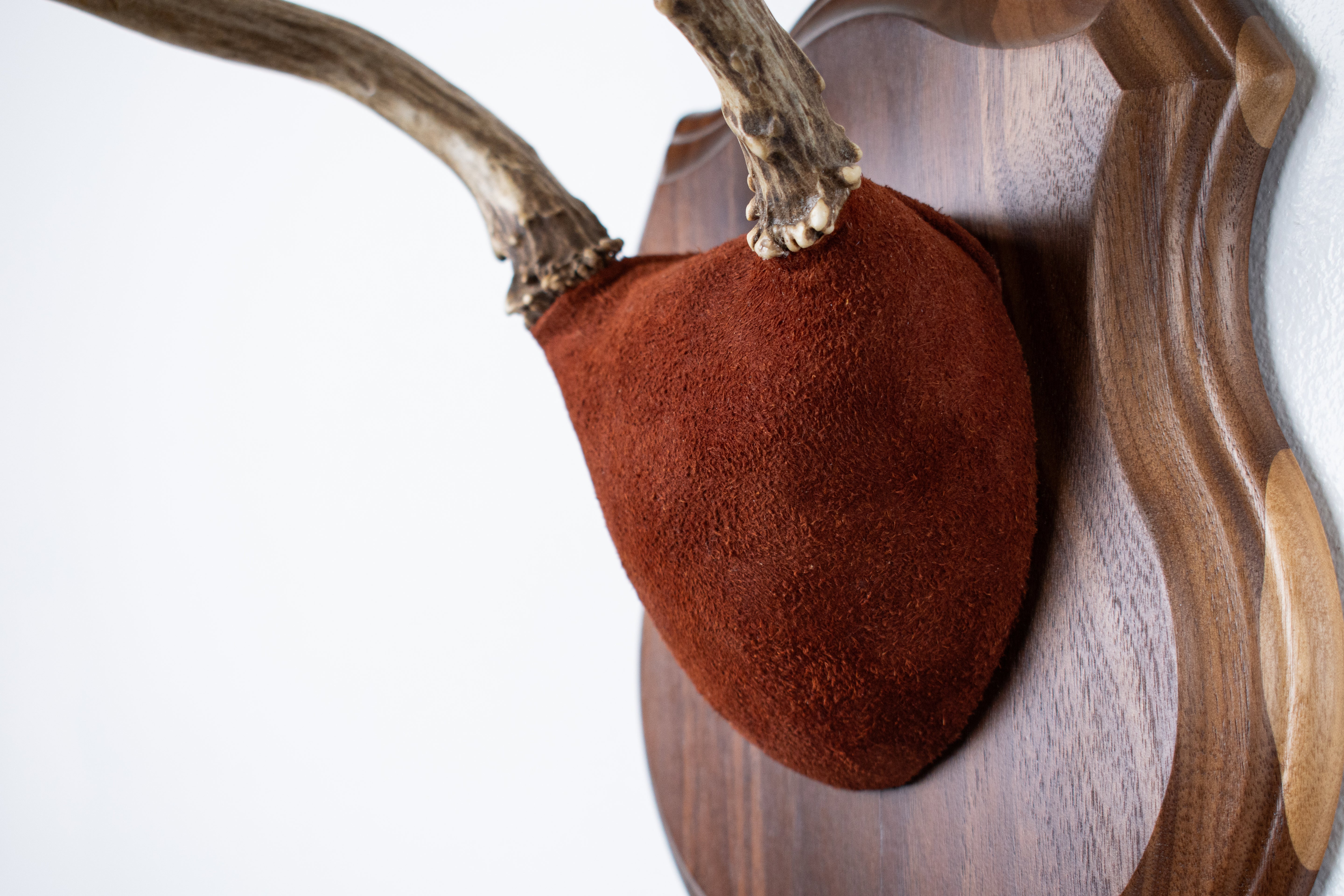 Mule Deer Antler Mount | Burgundy | 15