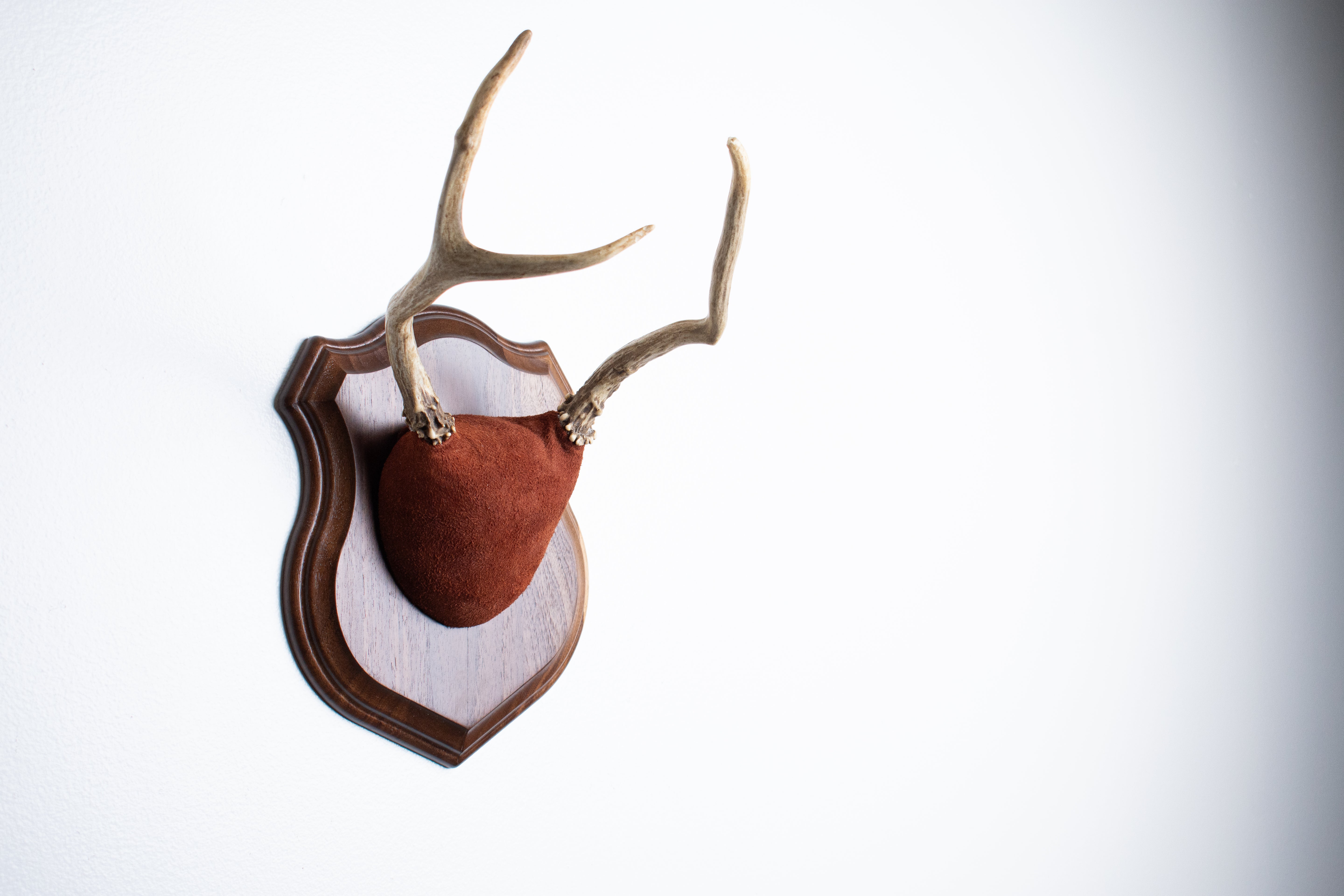 Mule Deer Antler Mount | Burgundy | 15