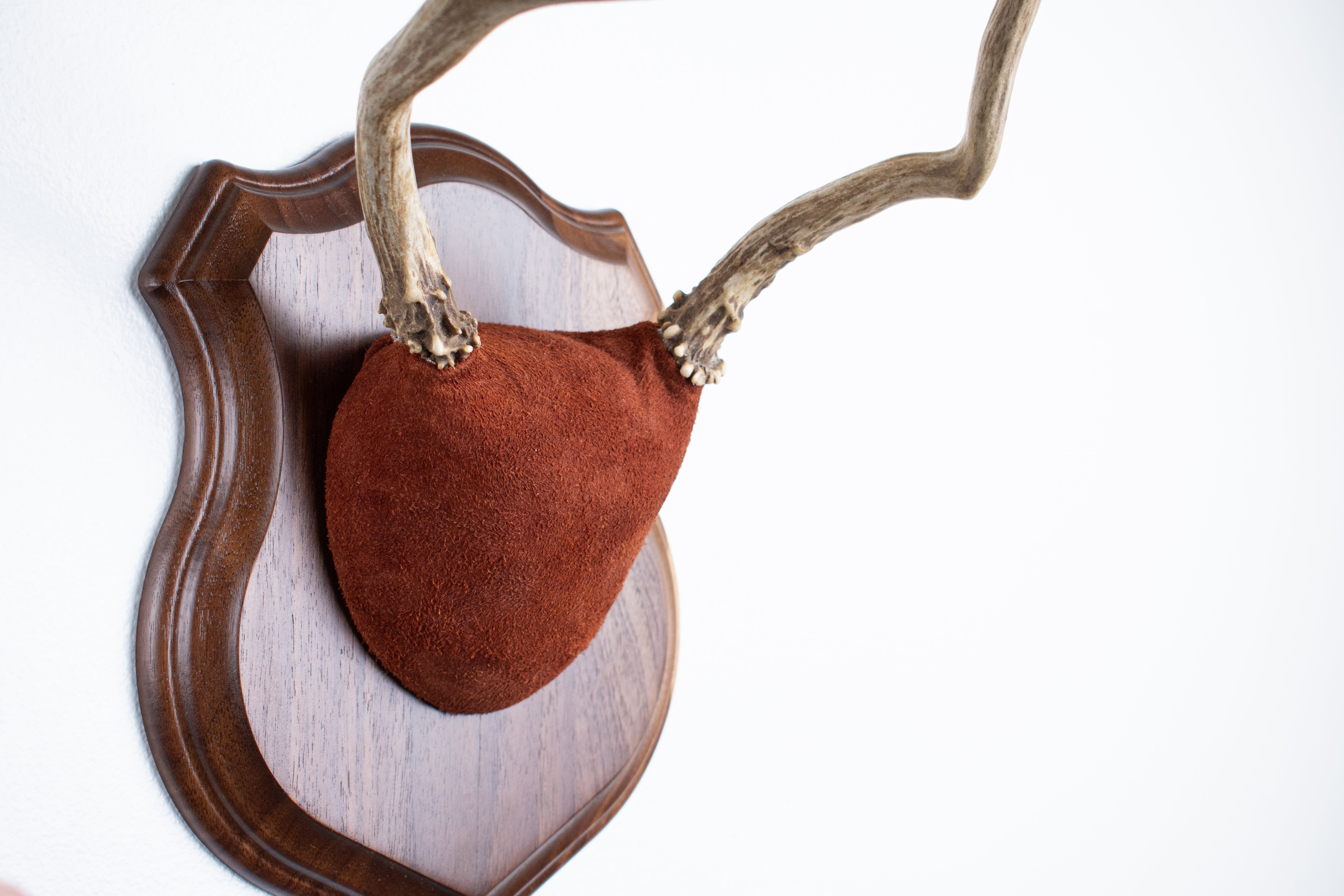 Mule Deer Antler Mount | Burgundy | 15