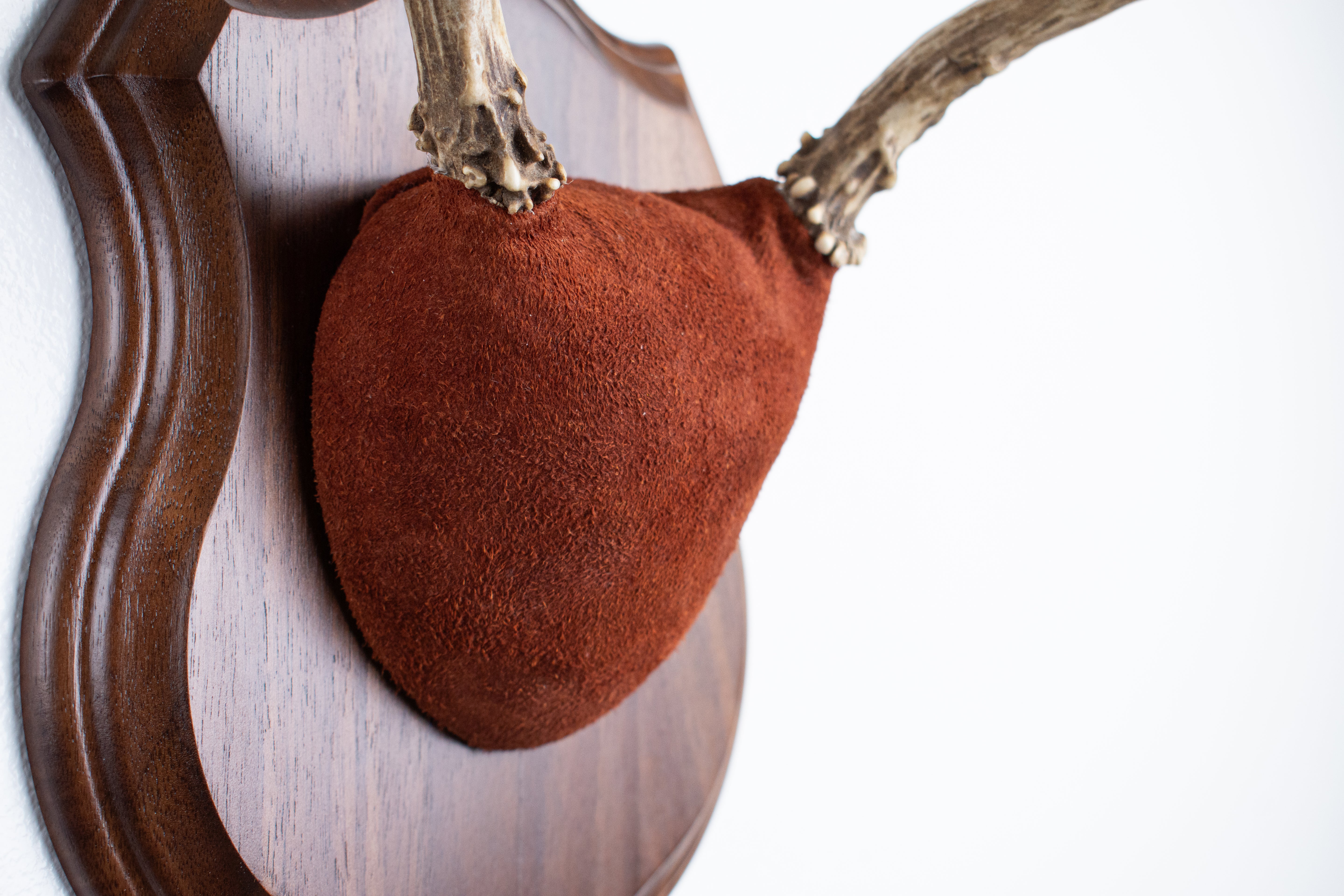 Mule Deer Antler Mount | Burgundy | 15