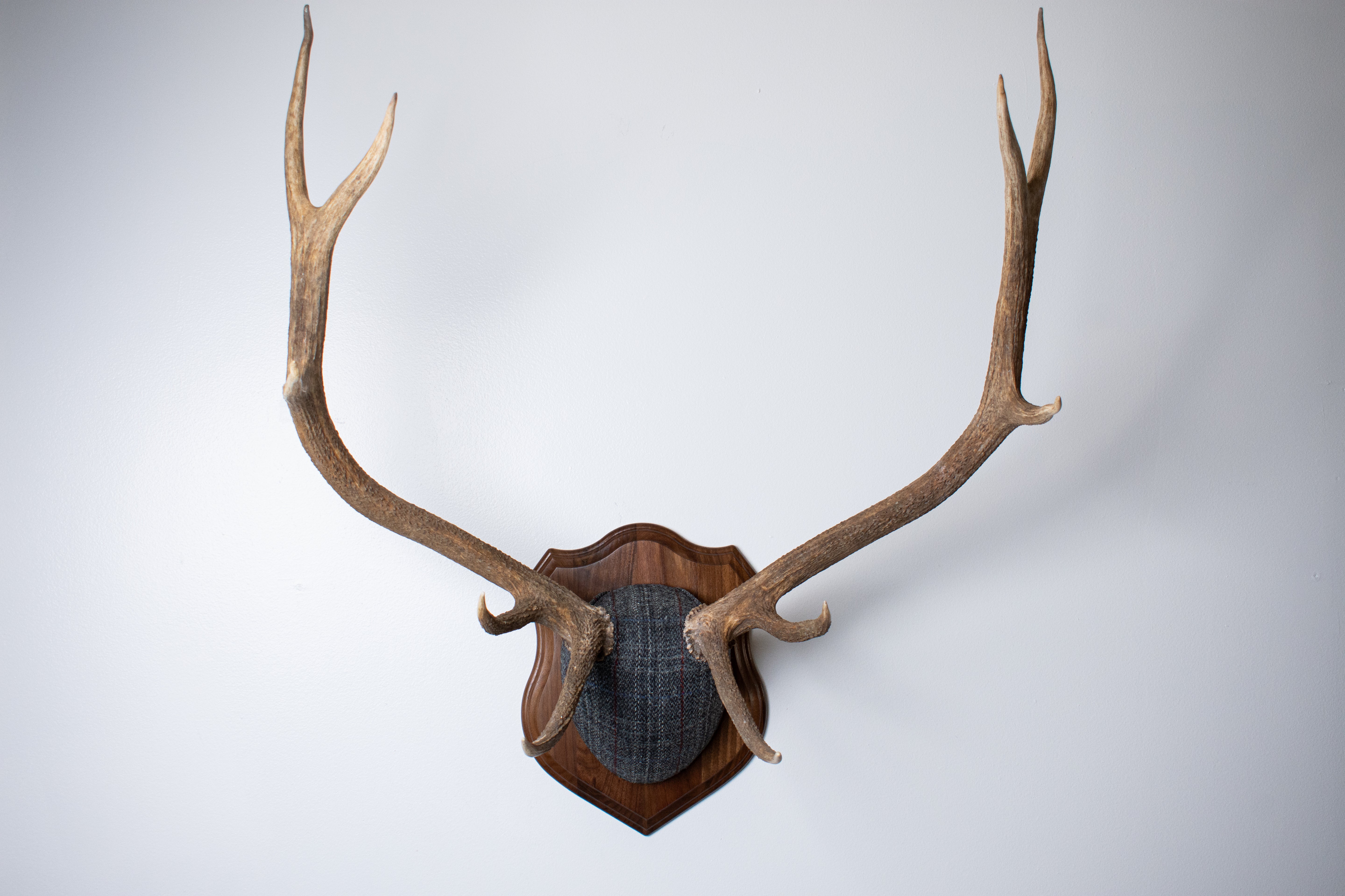 Elk Antler Mount | Grey with Red Overcheck | 22