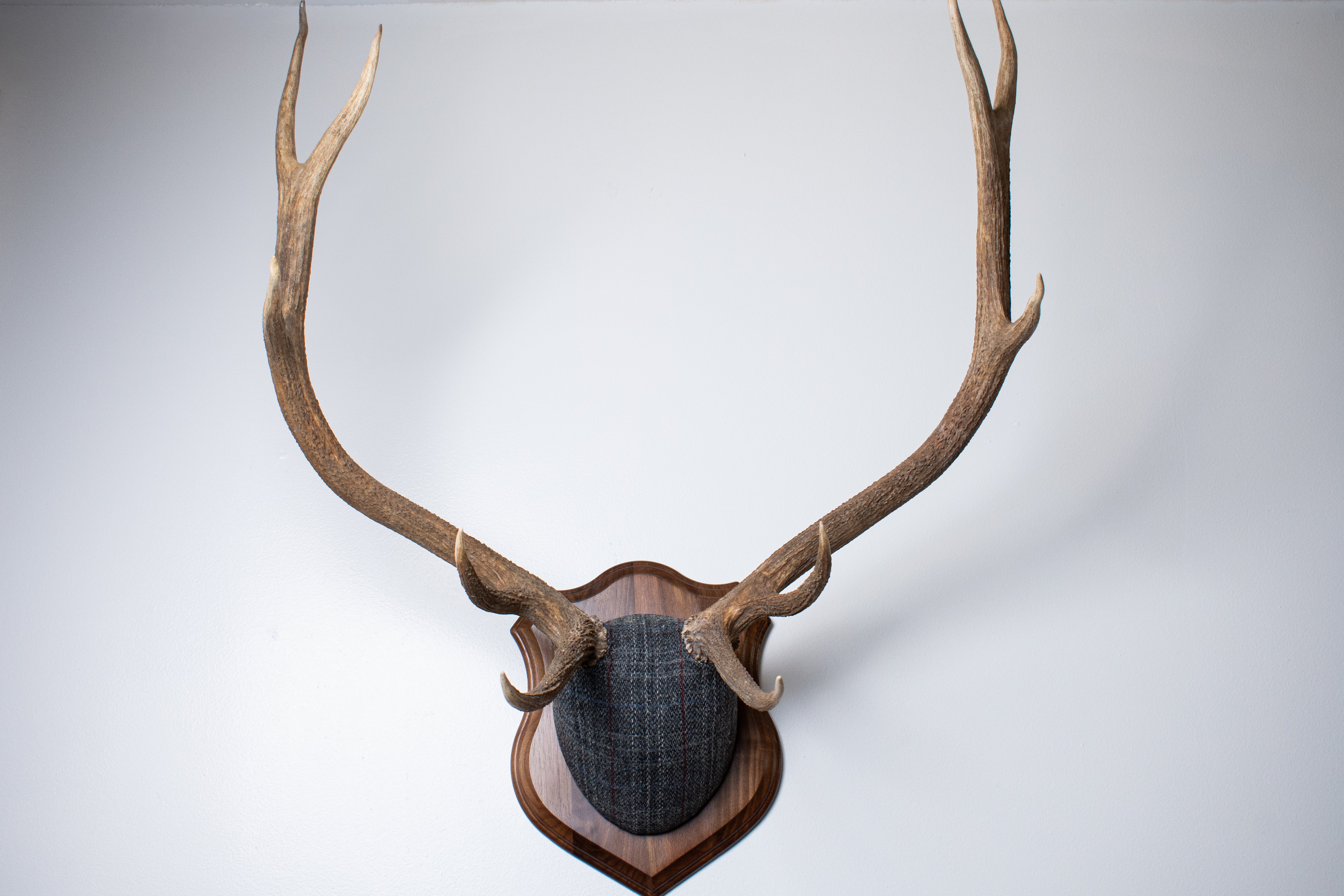 Elk Antler Mount | Grey with Red Overcheck | 22
