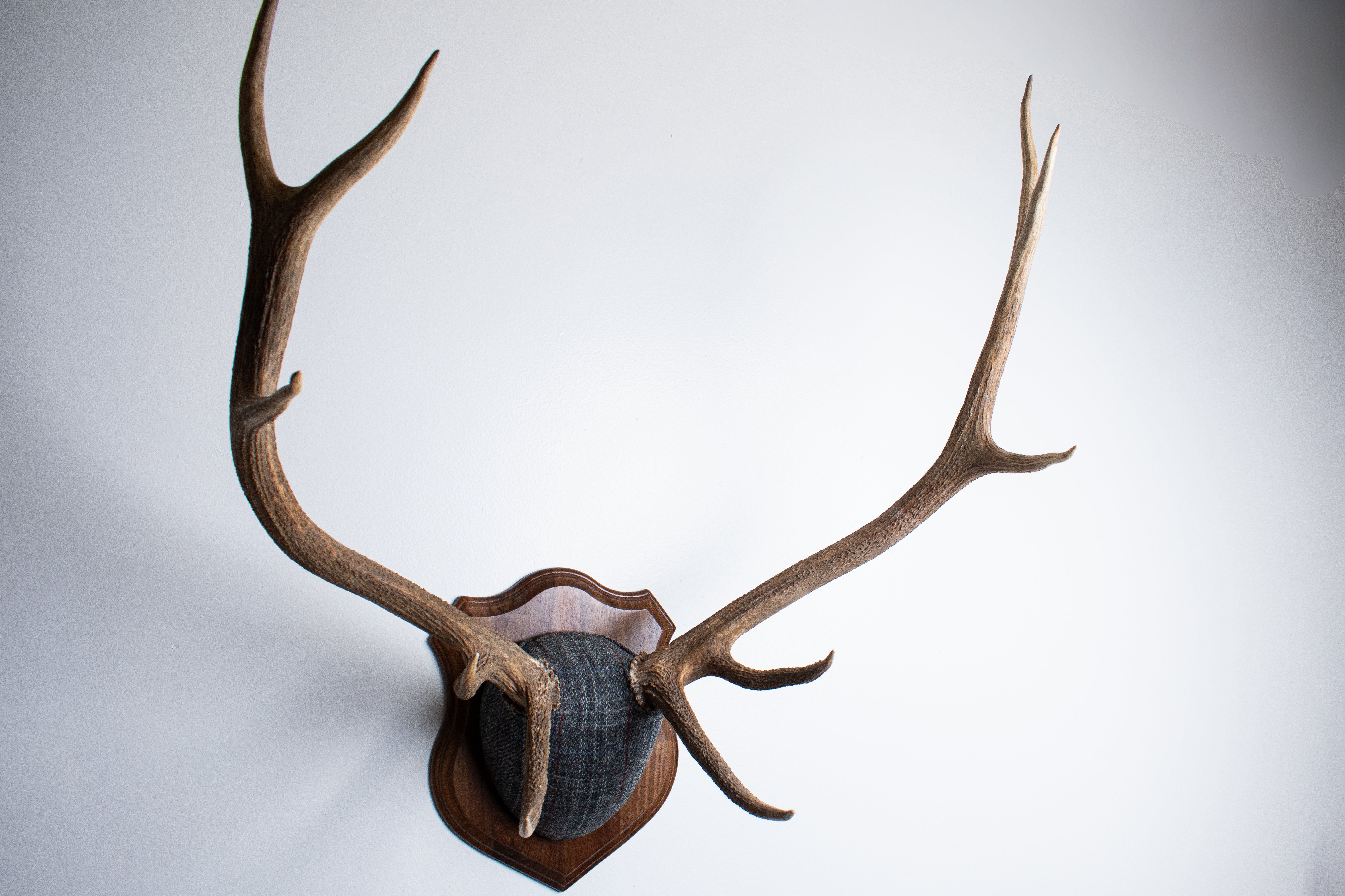 Elk Antler Mount | Grey with Red Overcheck | 22