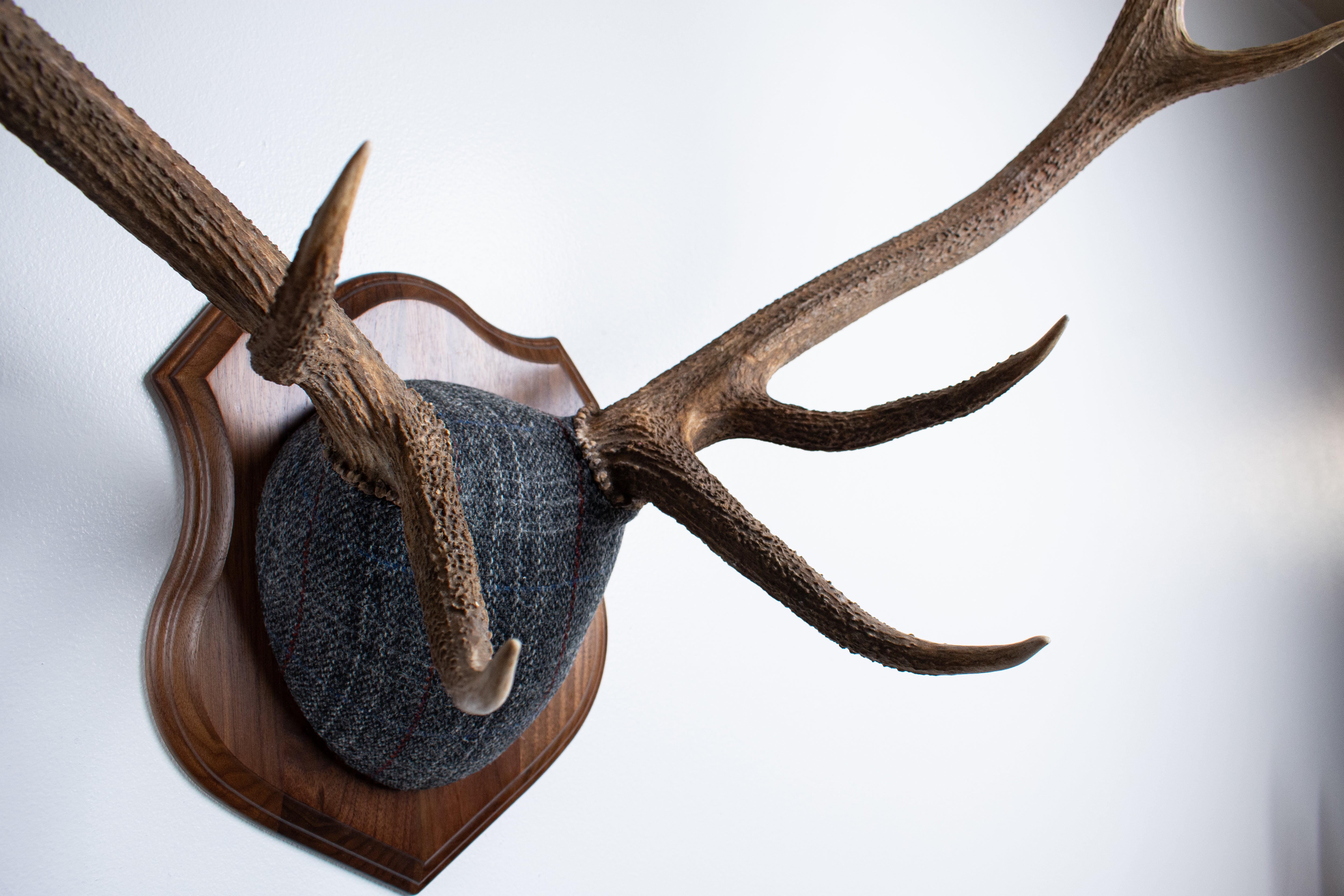 Elk Antler Mount | Grey with Red Overcheck | 22