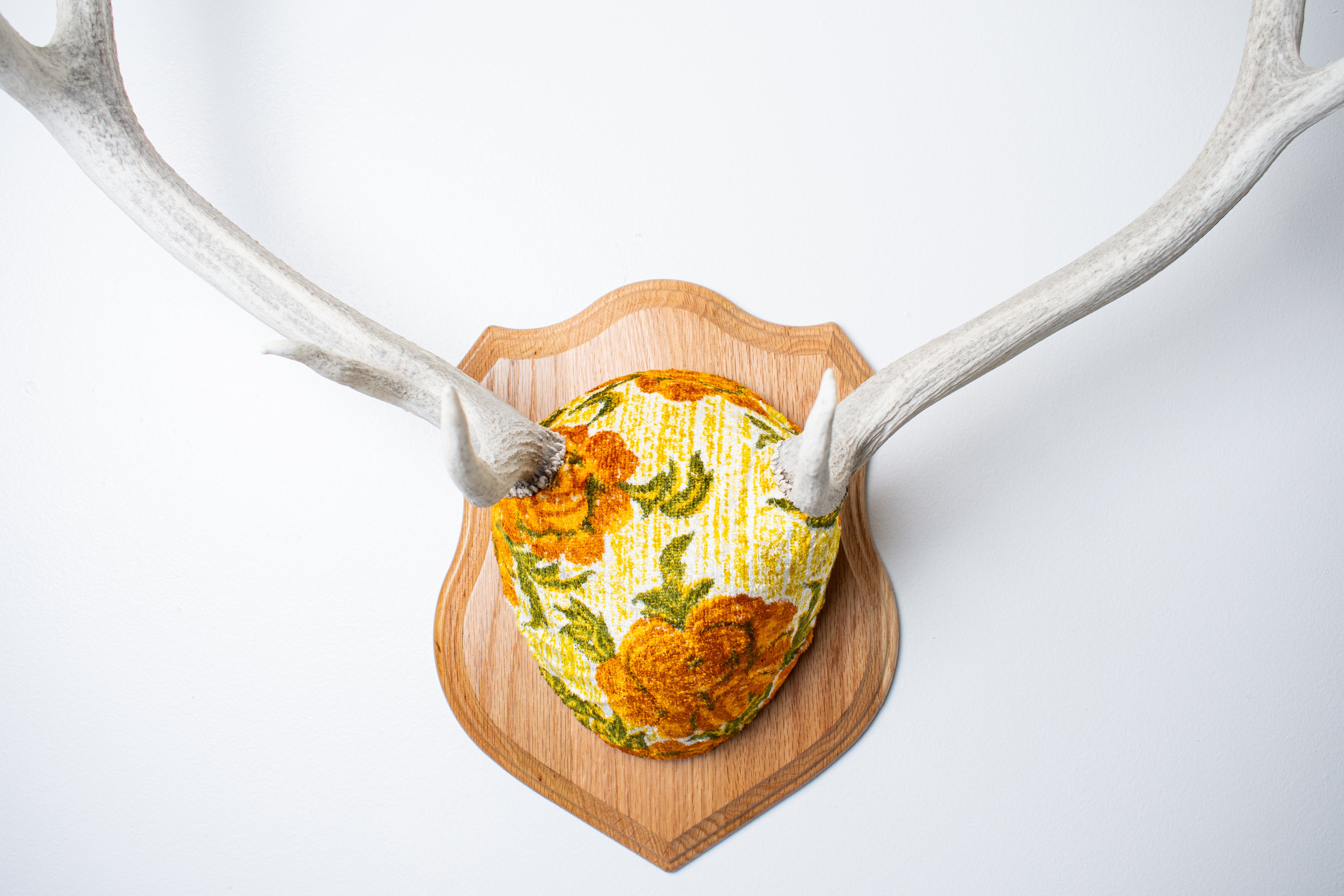 Elk Antler Mount | Golden Marigold | 11