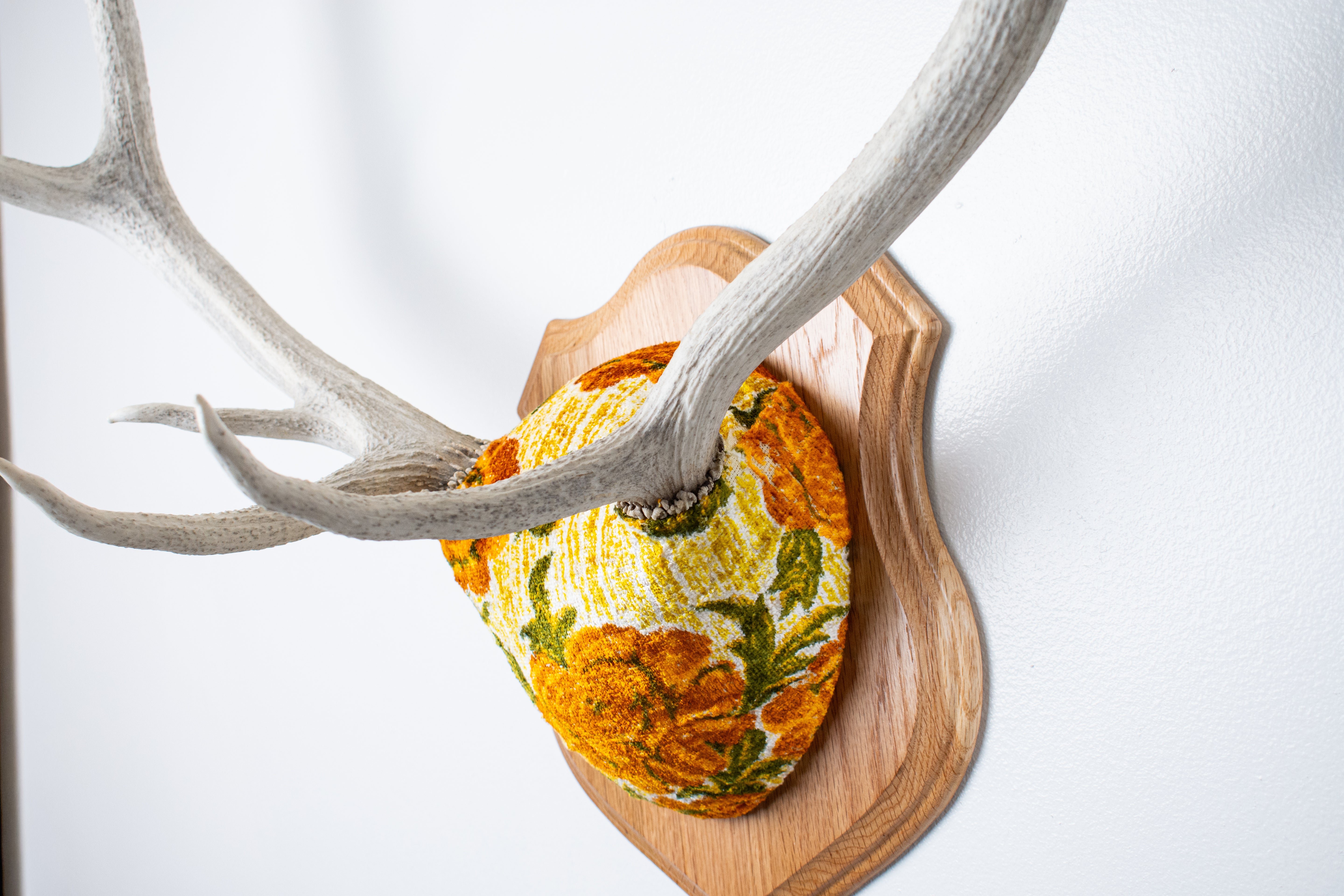 Elk Antler Mount | Golden Marigold | 11