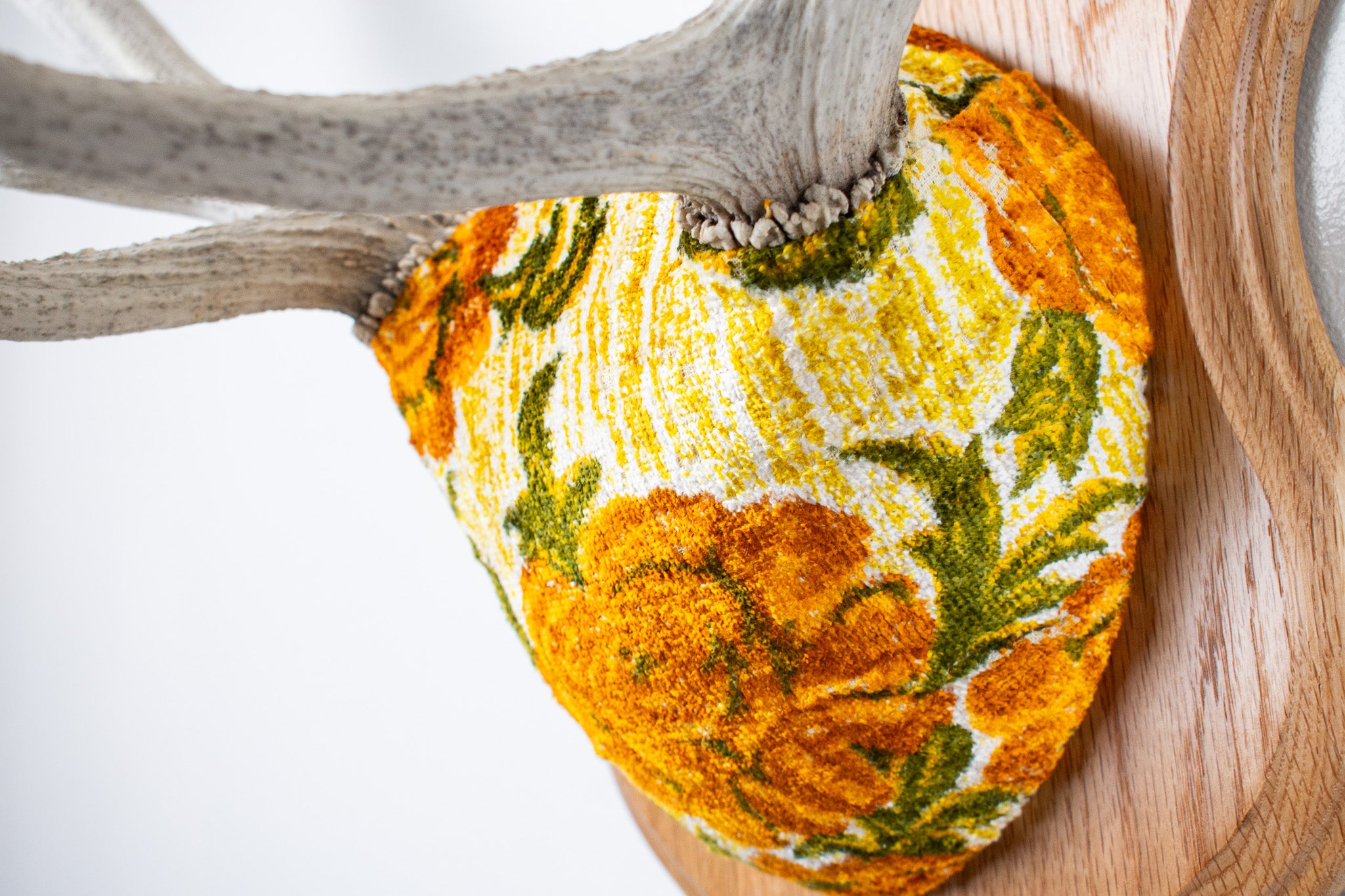 Elk Antler Mount | Golden Marigold | 11