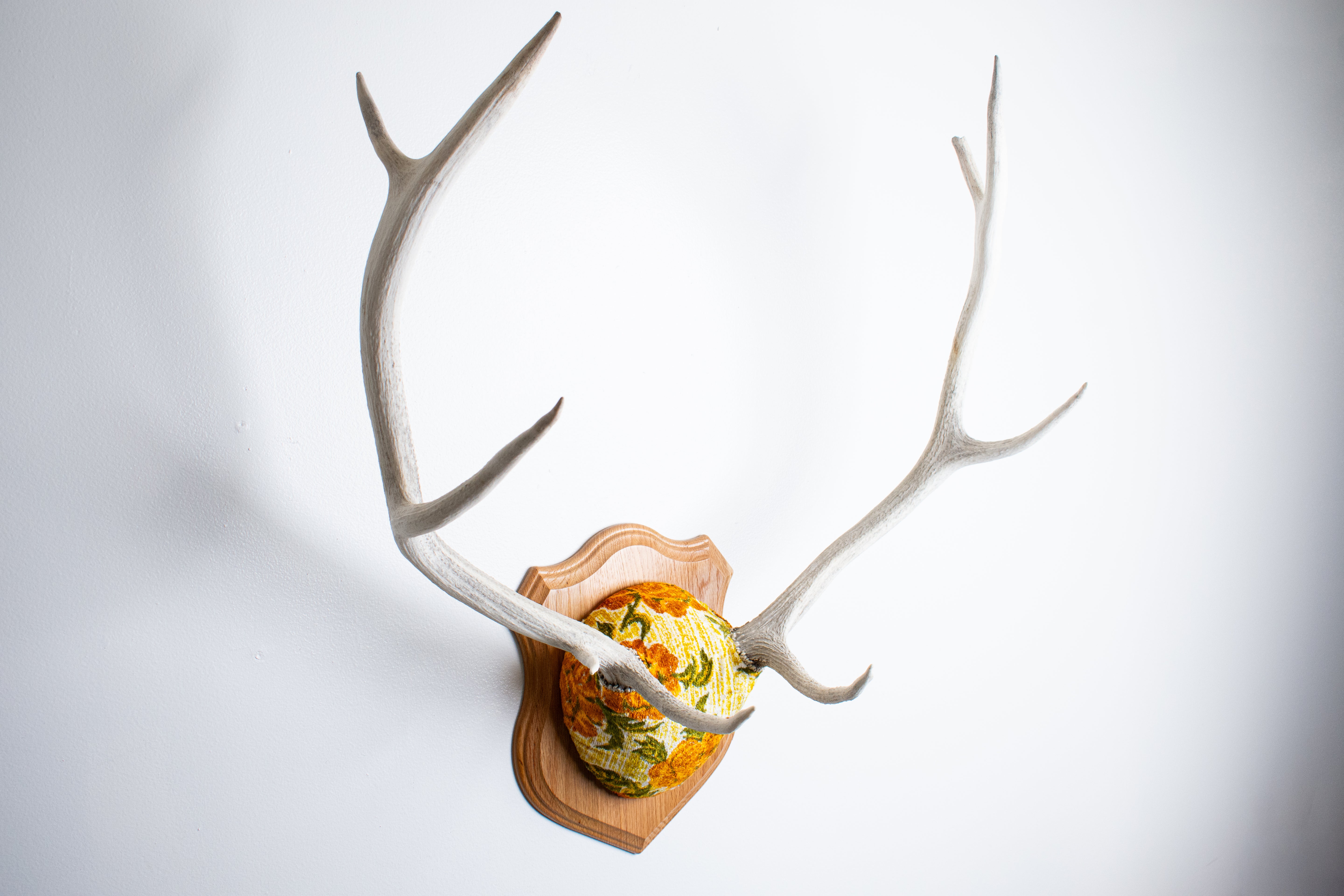 Elk Antler Mount | Golden Marigold | 11