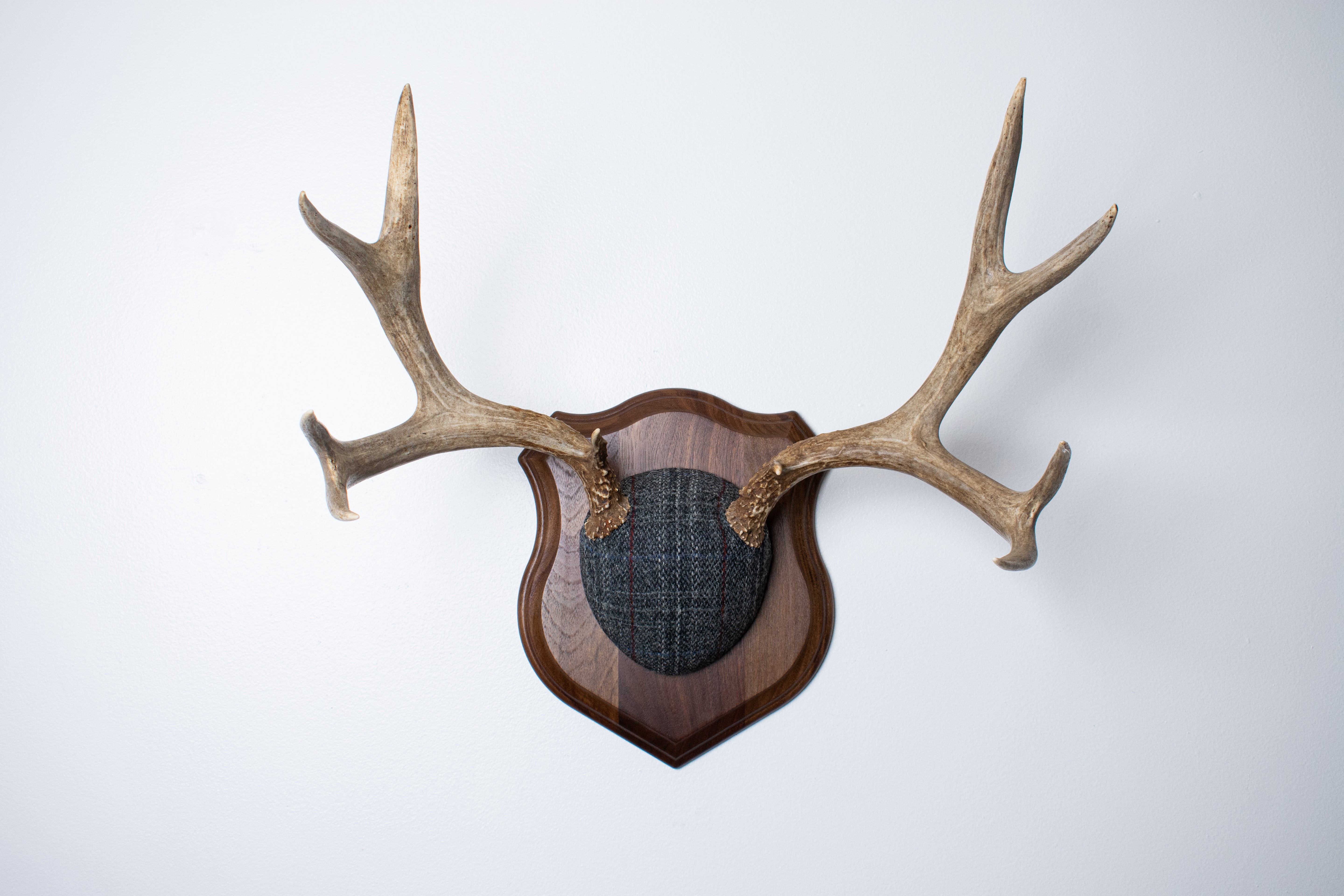 Mule Deer Antler Mount | Grey with Red Overcheck Herringbone | 24