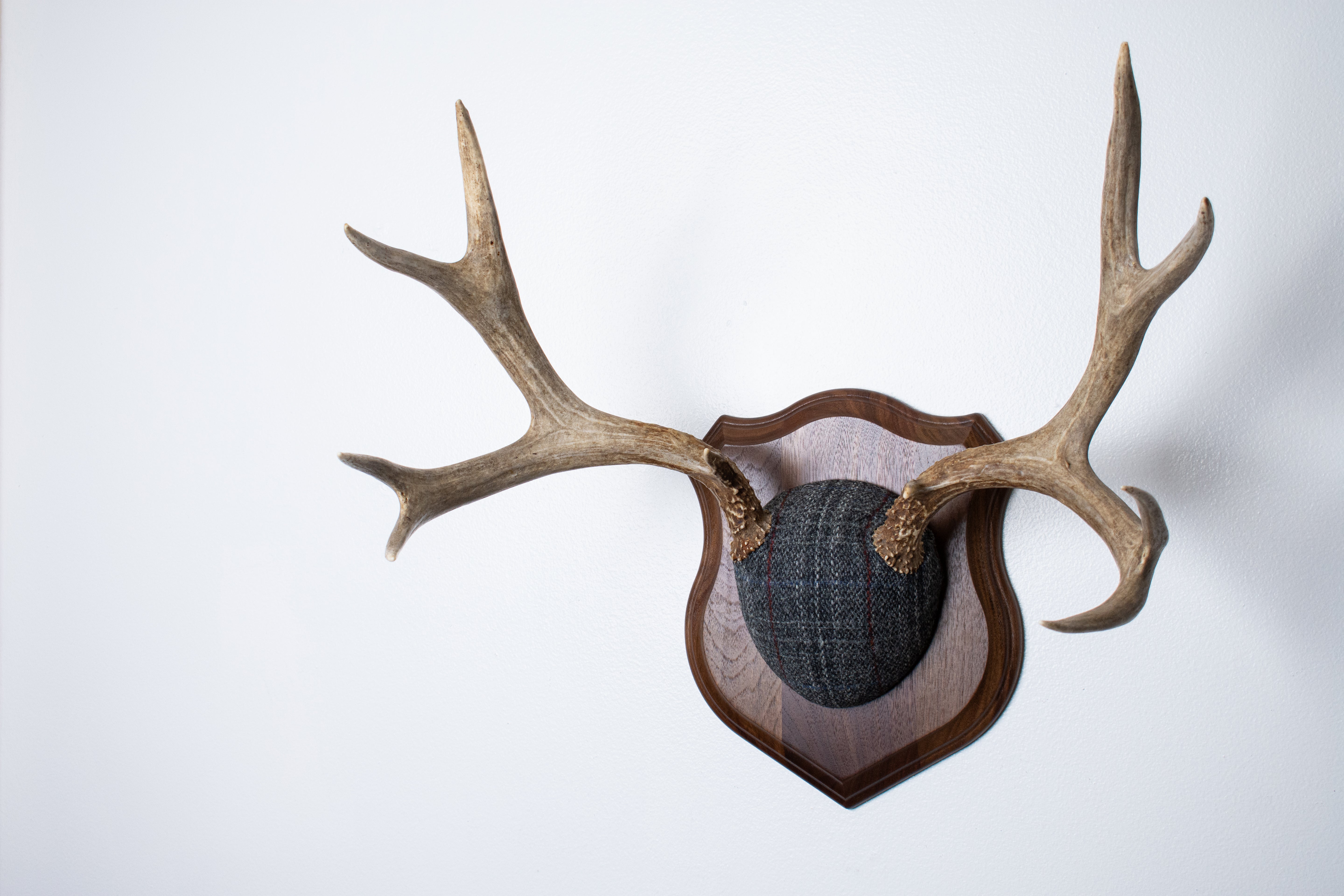 Mule Deer Antler Mount | Grey with Red Overcheck Herringbone | 24