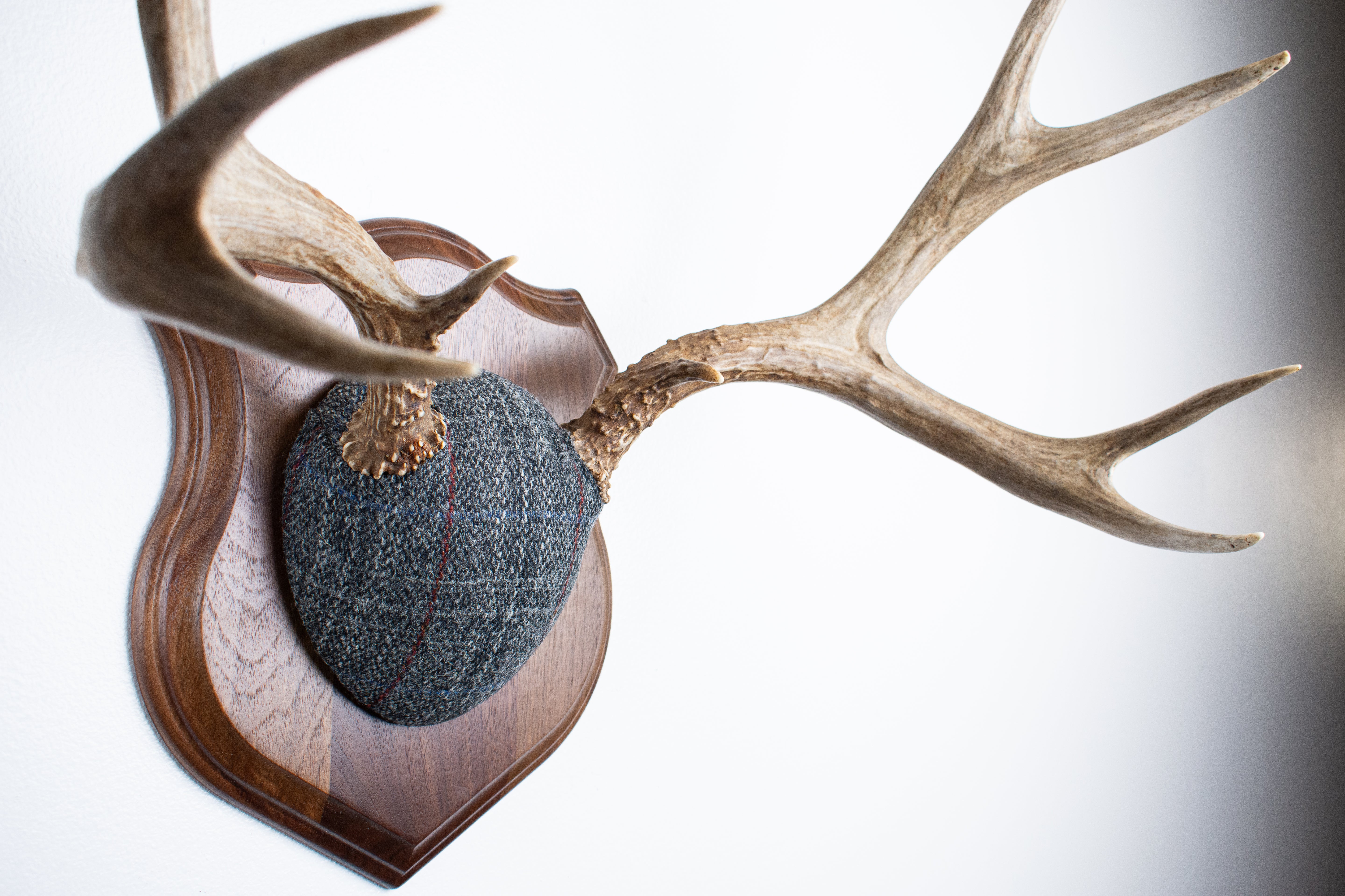 Mule Deer Antler Mount | Grey with Red Overcheck Herringbone | 24