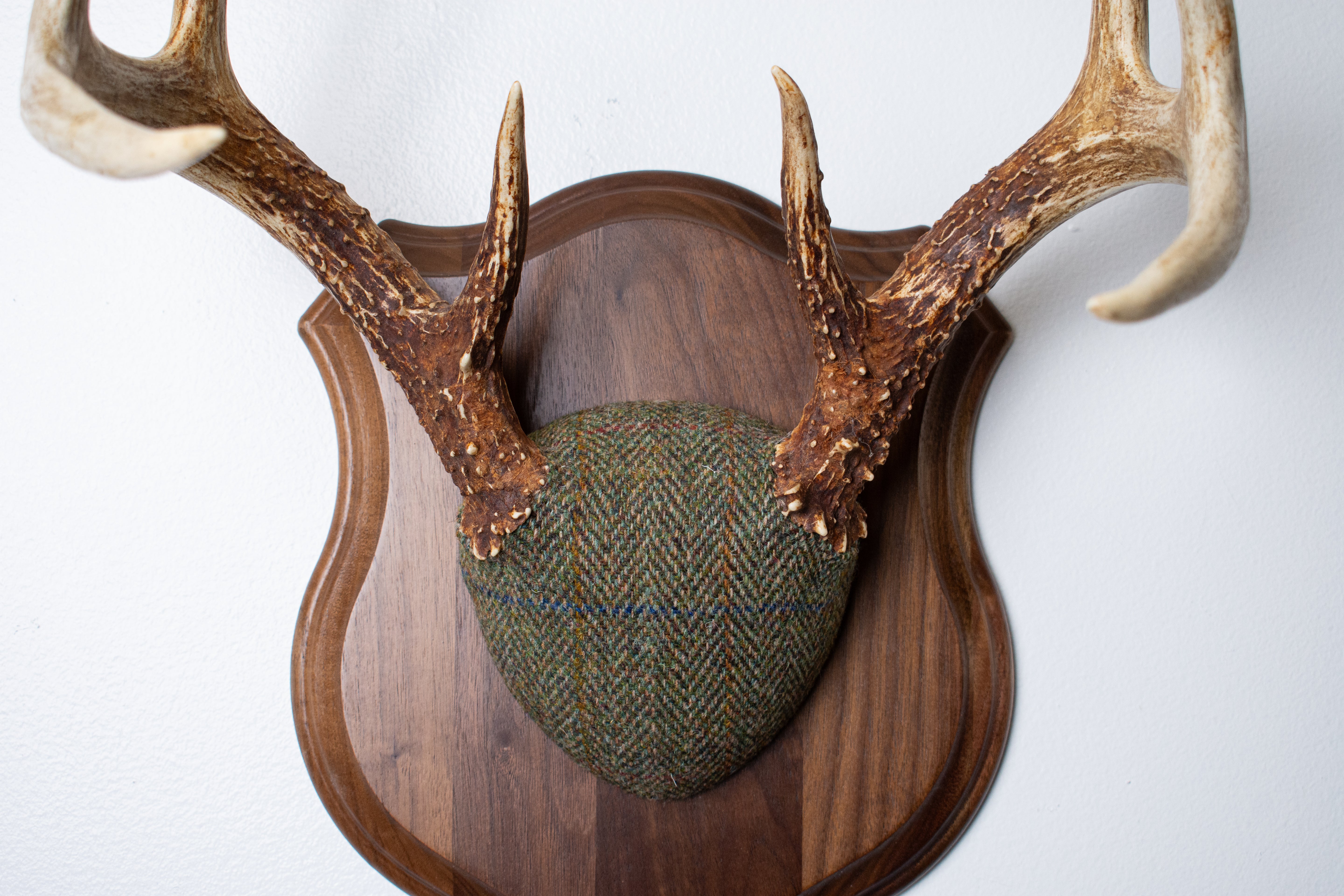 Whitetail Deer Antler Mount | Green Herringbone | 23