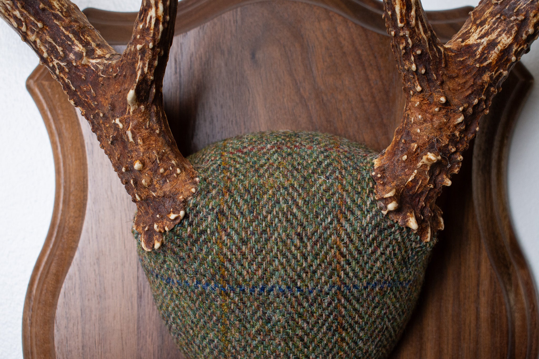 Whitetail Deer Antler Mount | Green Herringbone | 23