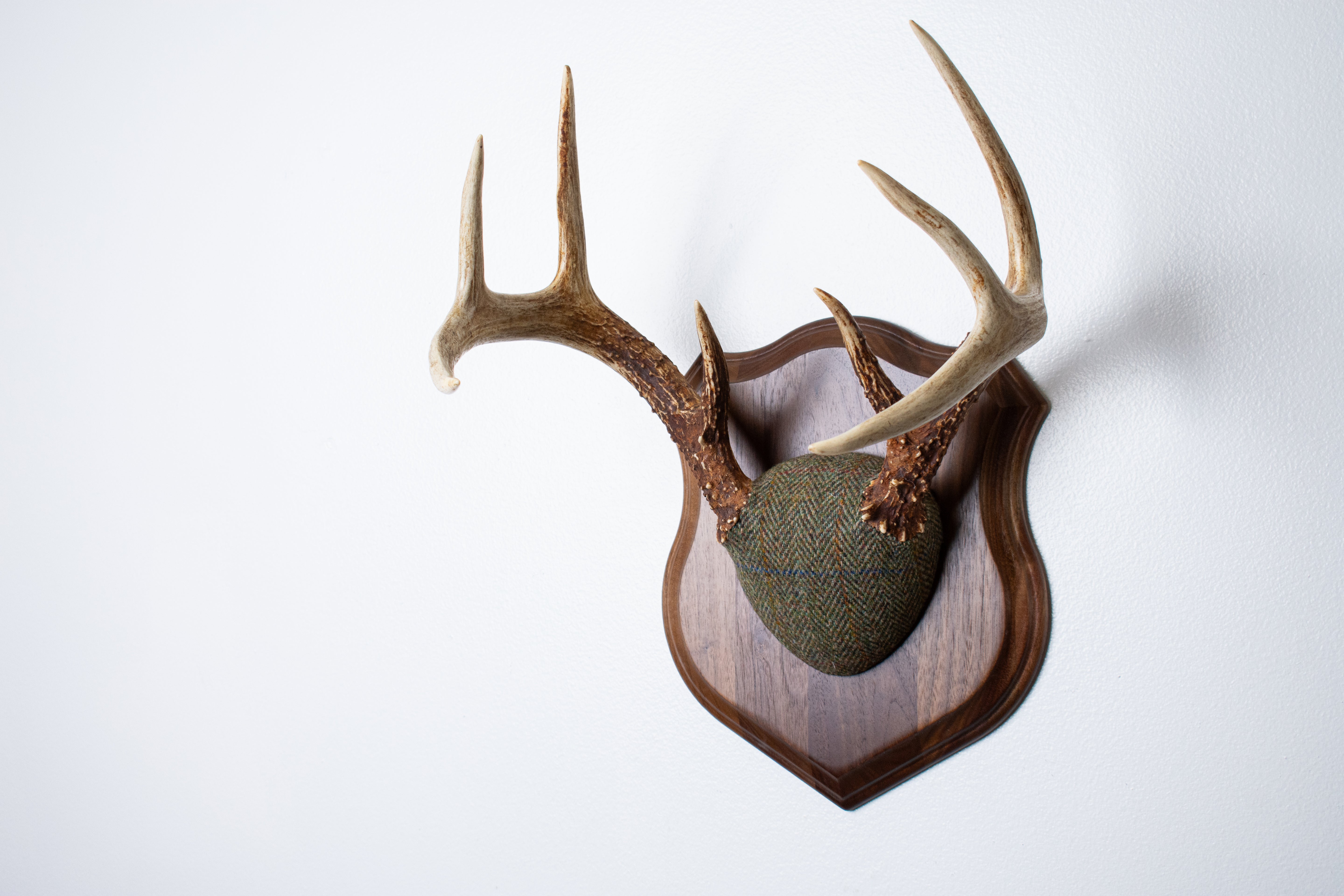 Whitetail Deer Antler Mount | Green Herringbone | 23