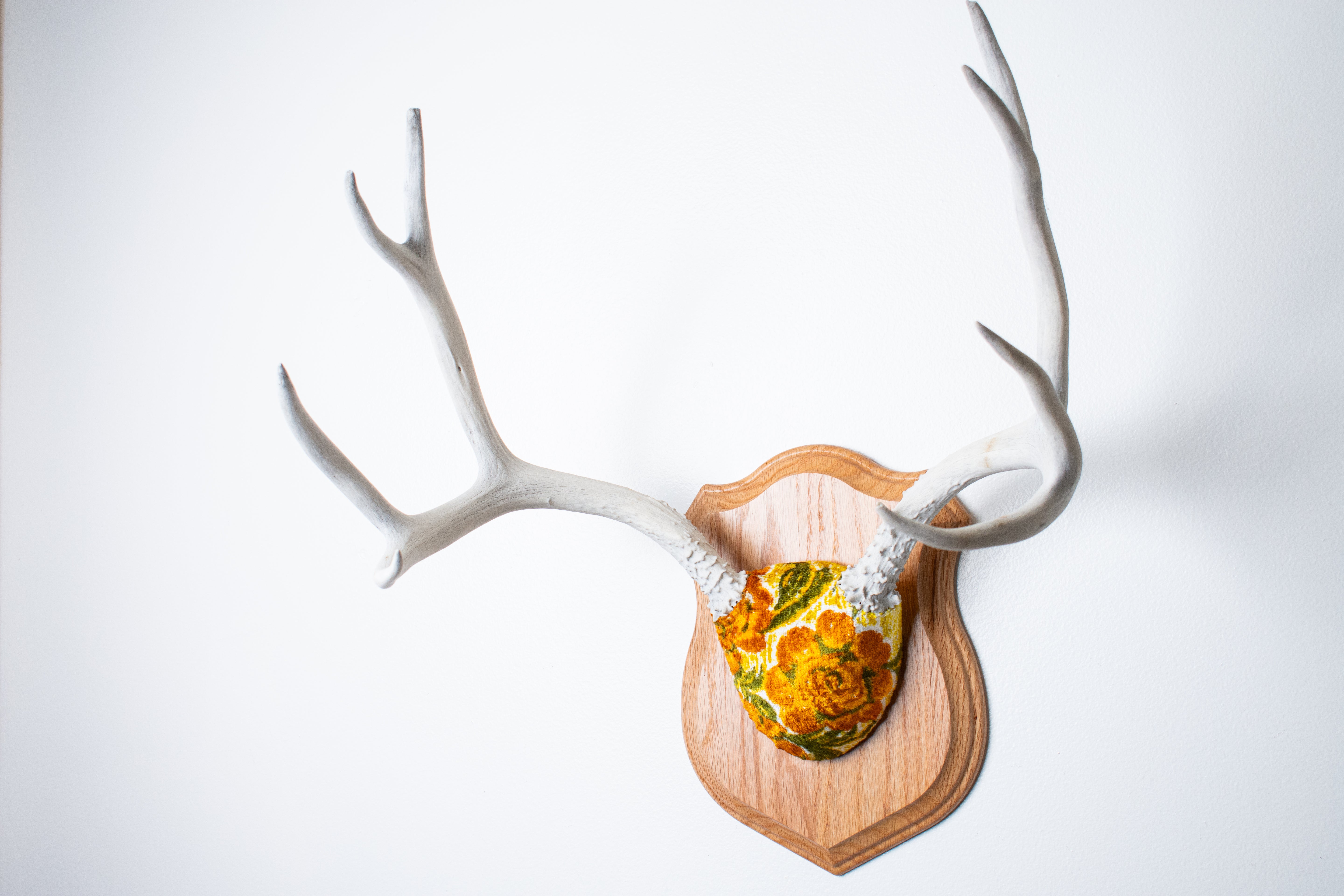 Mule Deer Antler Mount | Golden Marigold | 13